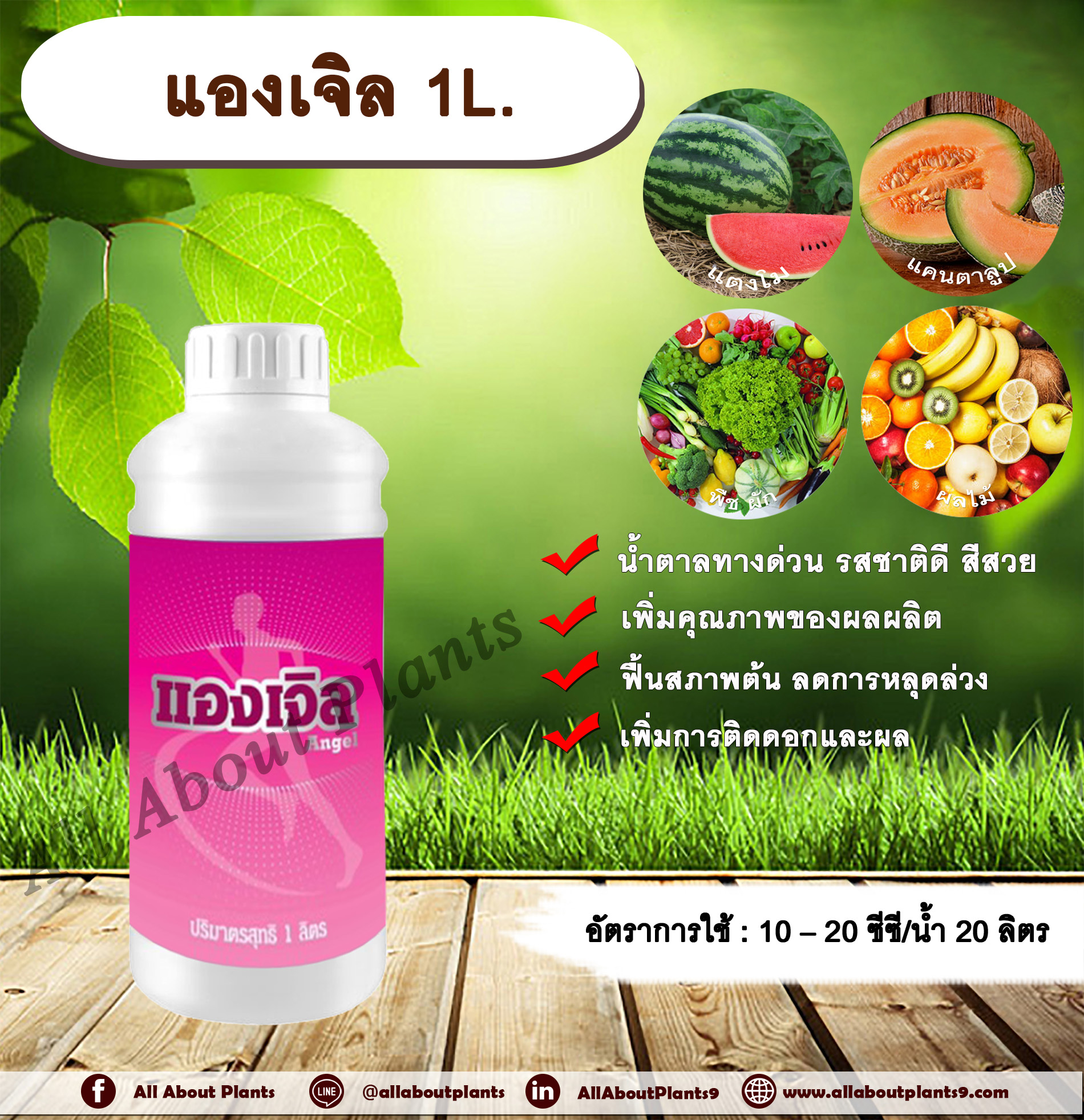 แองเจิล 1L. น้ำตาลทางด่วน รสชาติดี หวาน เข้าสีเร็ว สีสวย เพิ่มขนาด เพิ่มคุณภาพ เพิ่มผลผลิต ฟื้นสภาพต้นโทรม ลดการหลุดร่วงของผล เพิ่มการติดดอกและผล allaboutplants ชิ้น