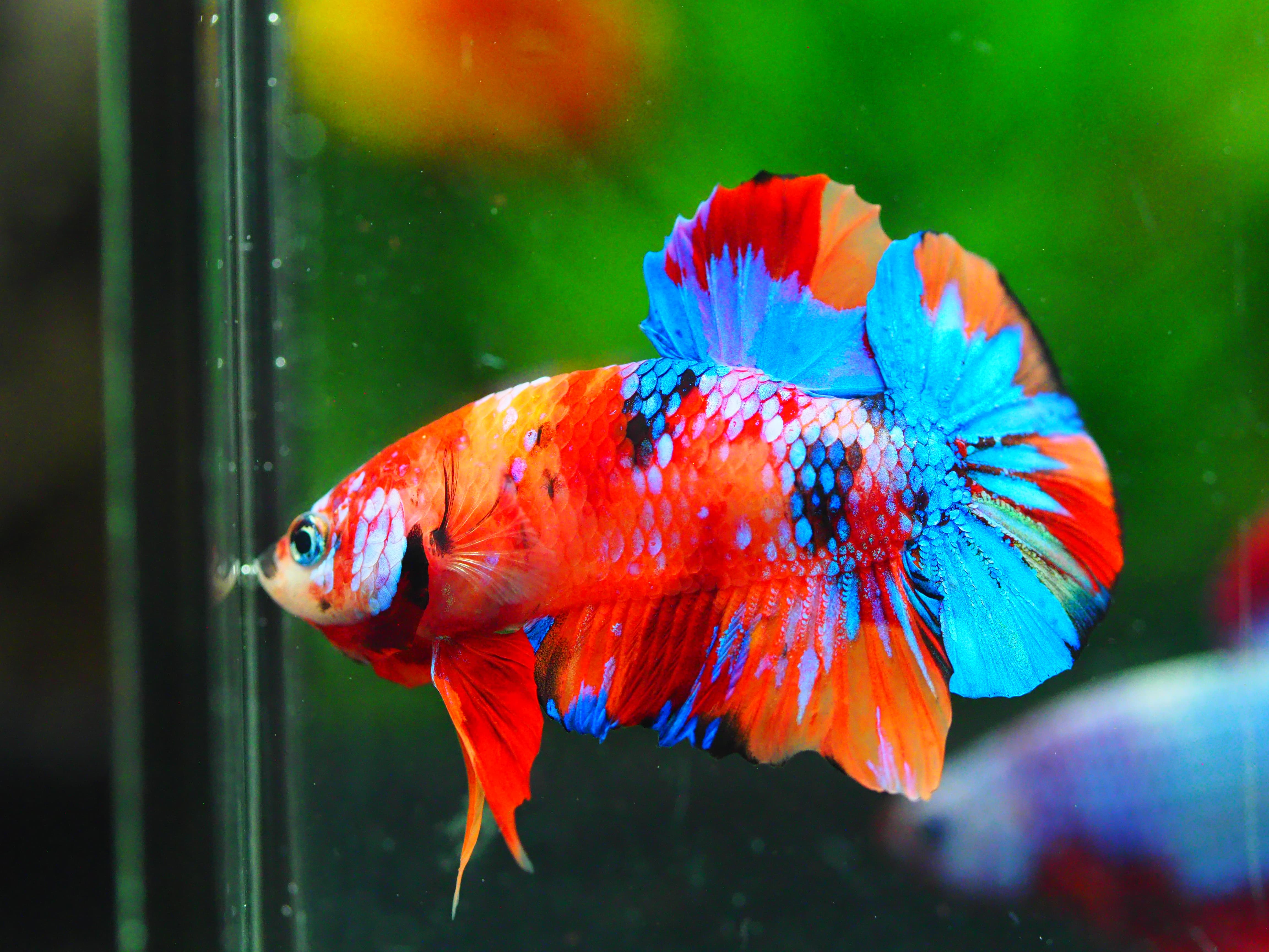 HMPK NEMO GALAXY MALE GRADE A +++