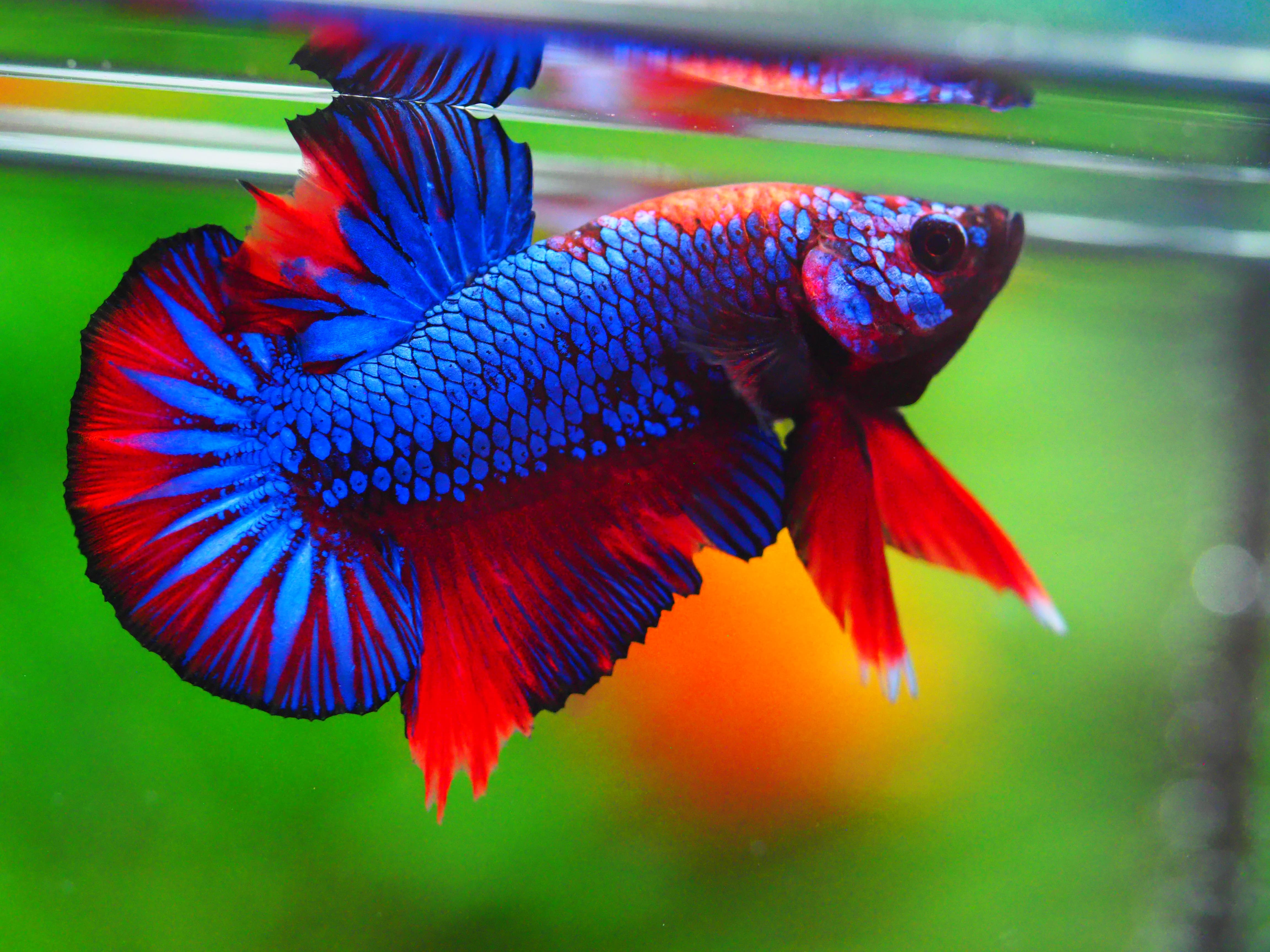 HMPK FANCY MALE GRADE A +++