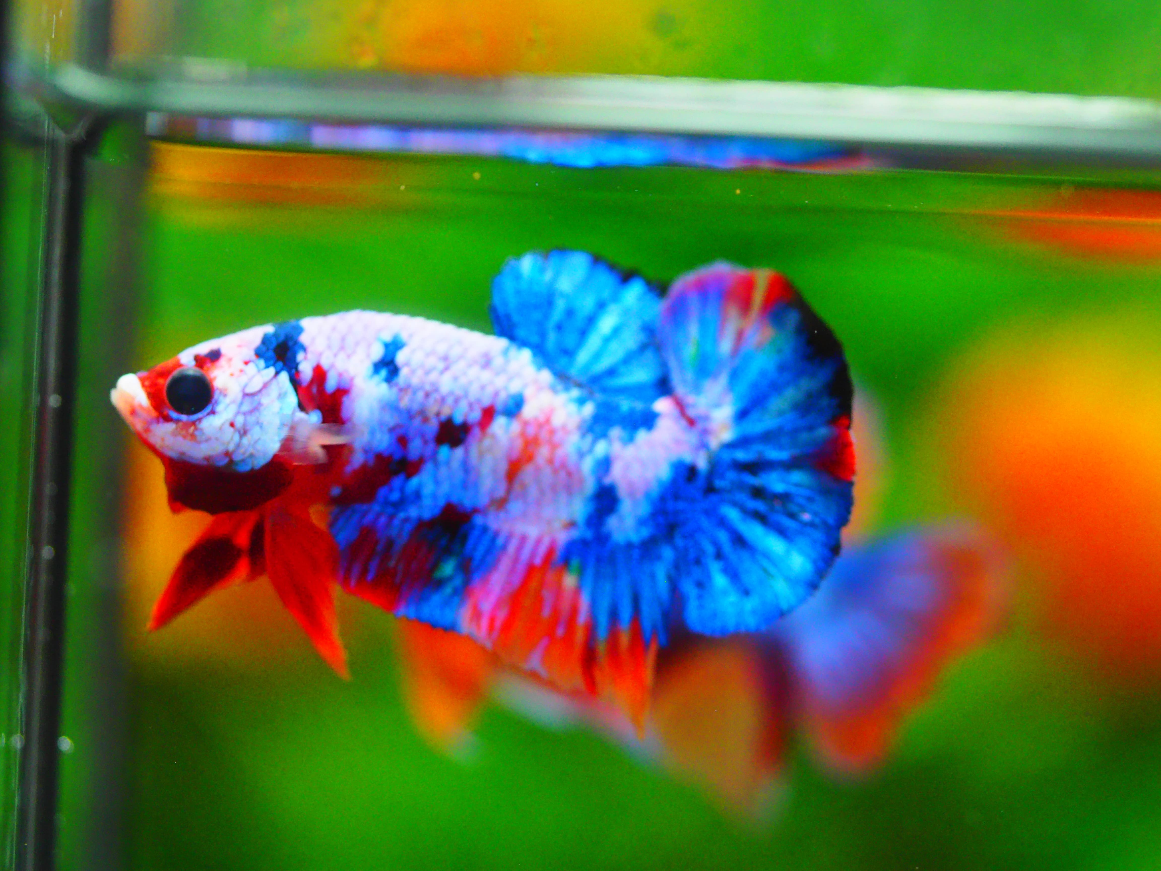 HMPK KOI GALAXY MALE GRADE A +++