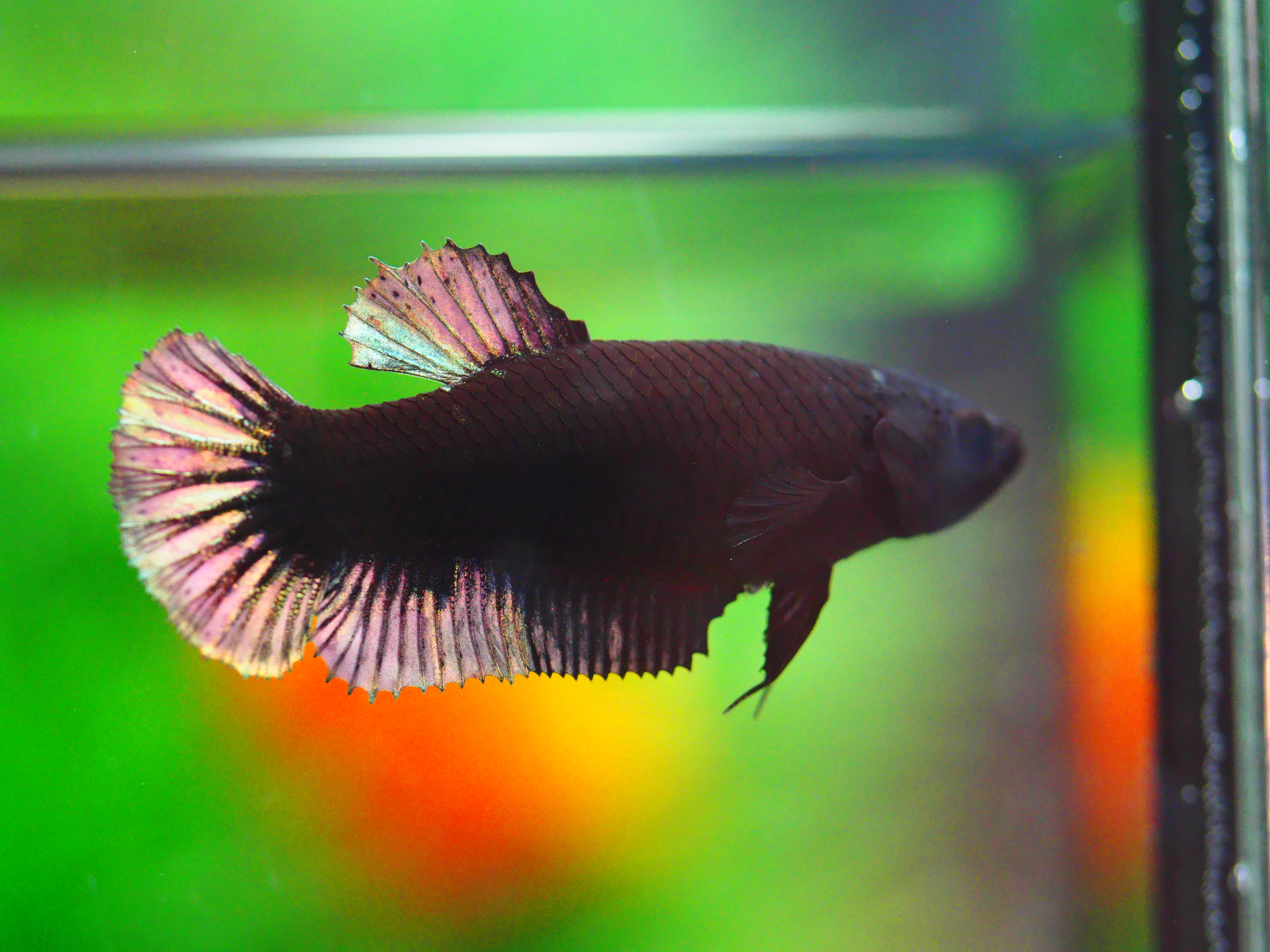HMPK BLACK COPPER FEMALE GRADE A +++