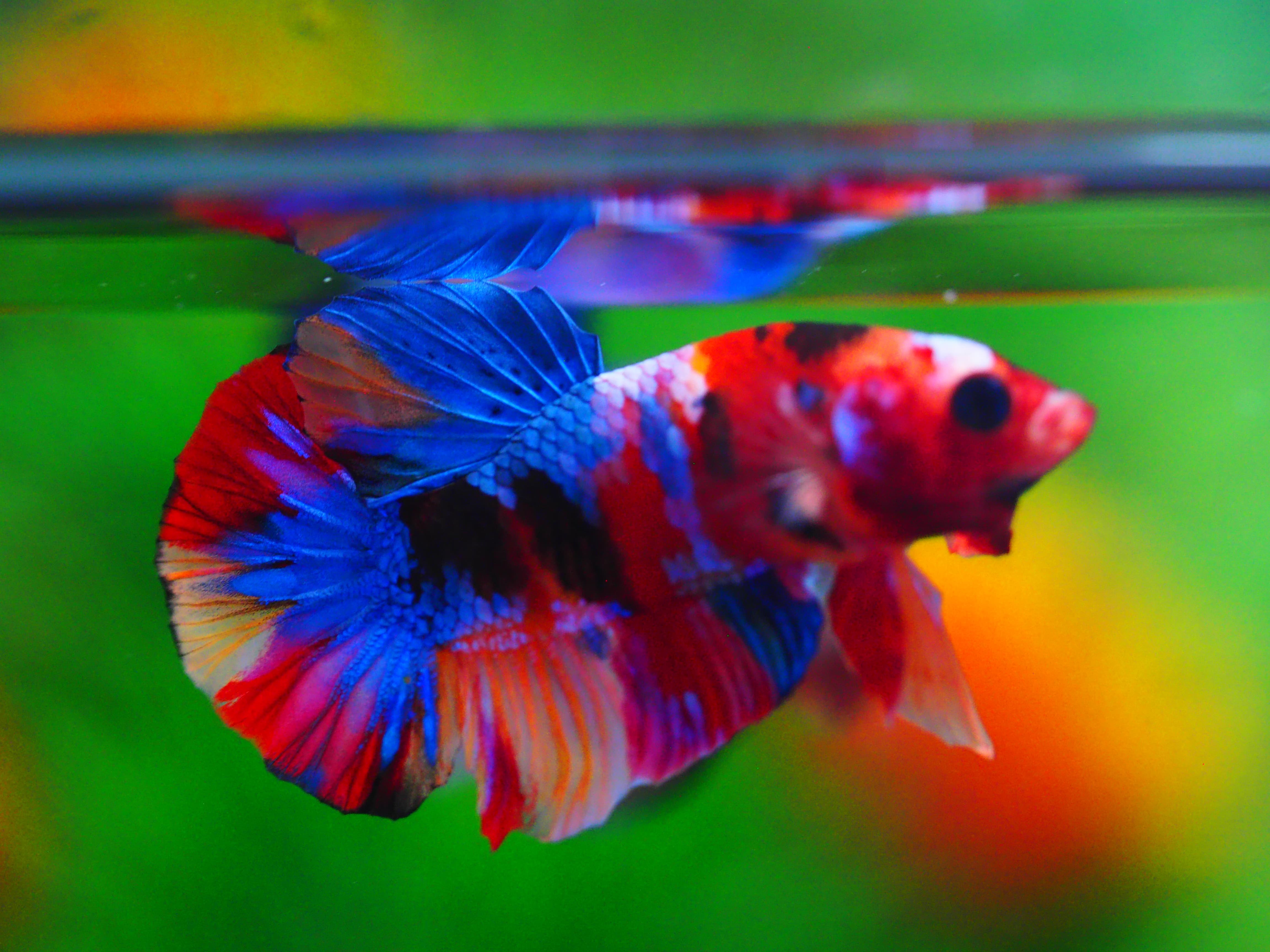 HMPK KOI GALAXY MALE GRADE A++