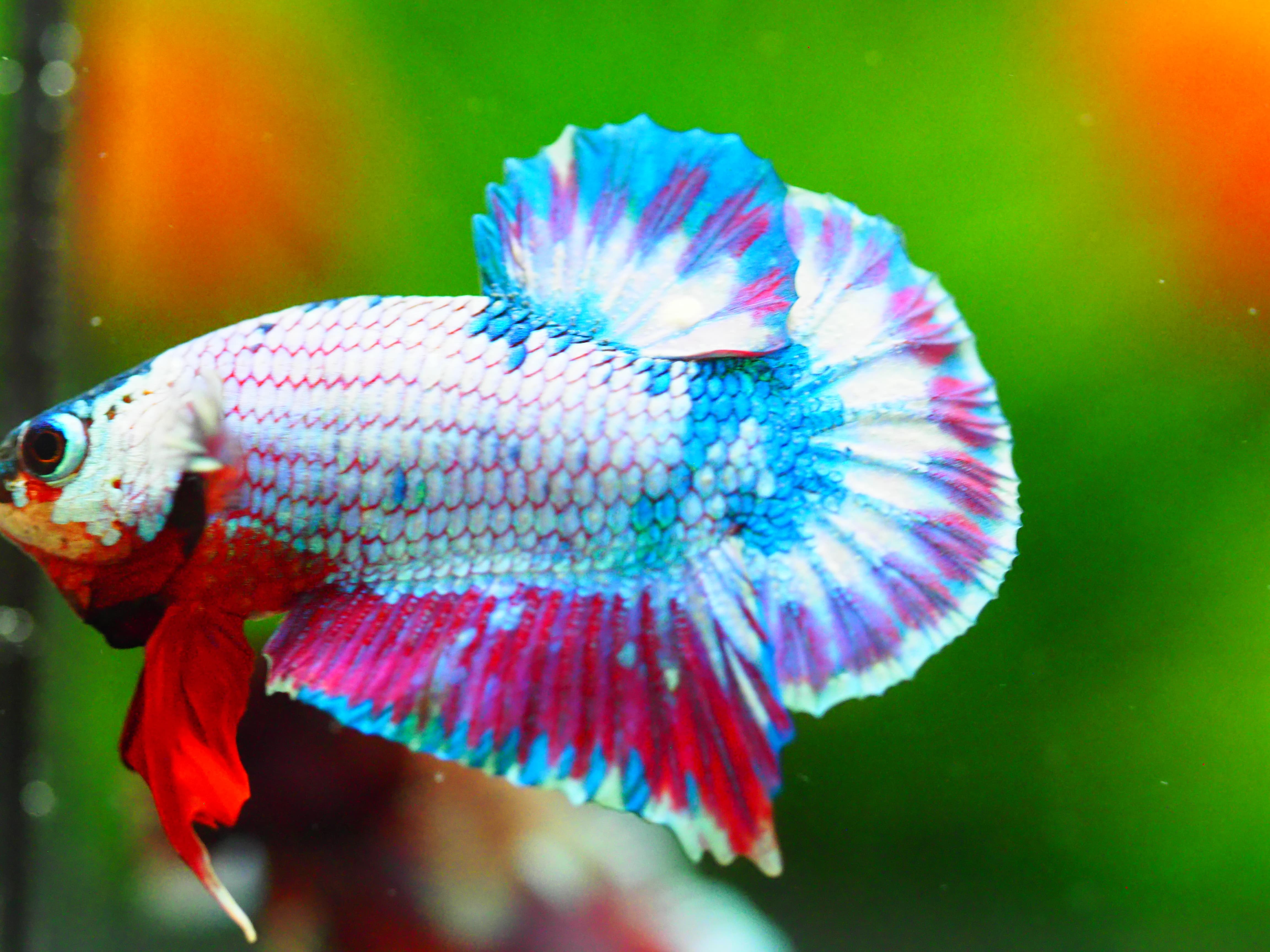 HMPK FANCY MALE GRADE A +++