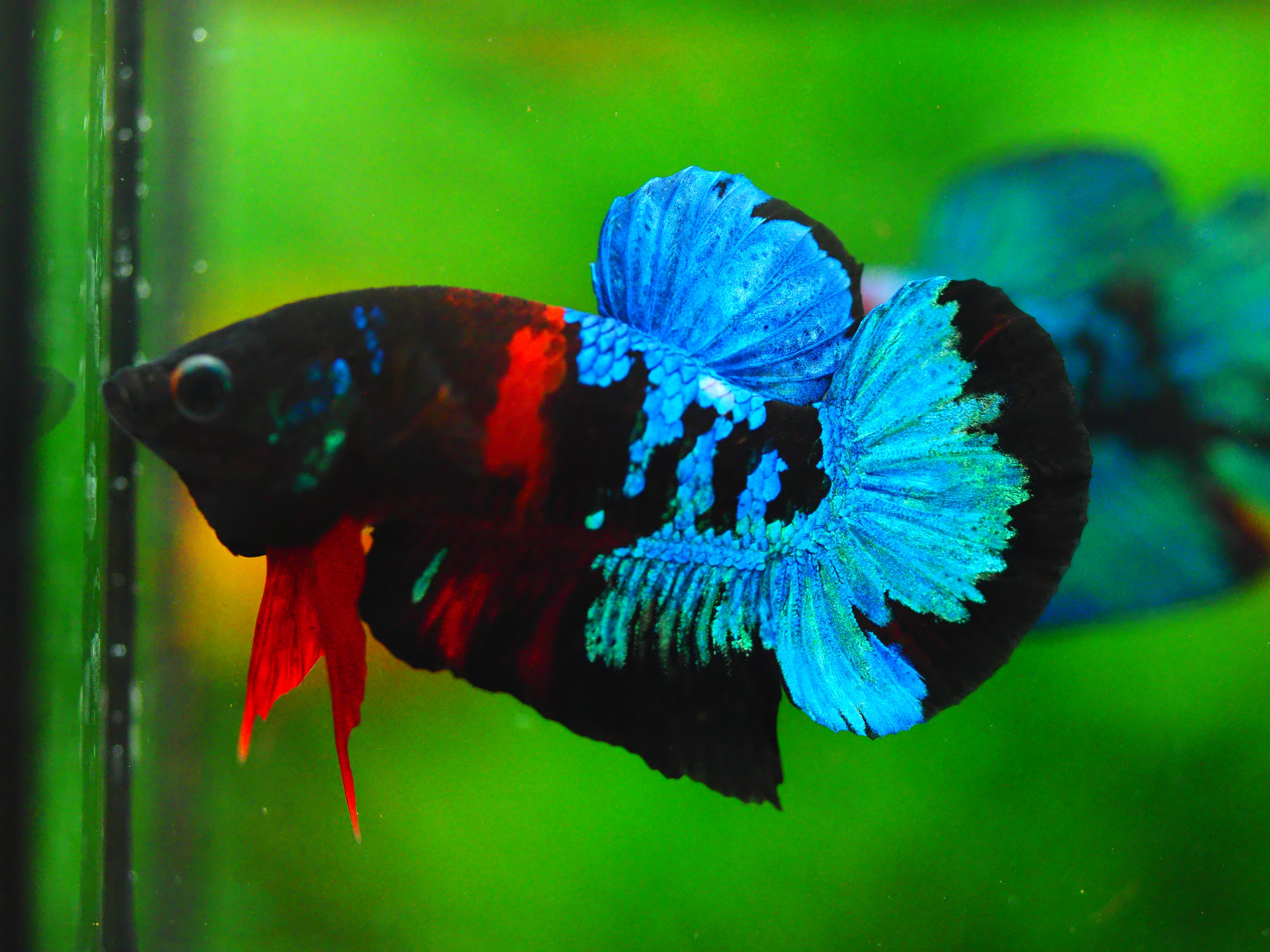 HMPK KOI GALAXY MALE GRADE A +++