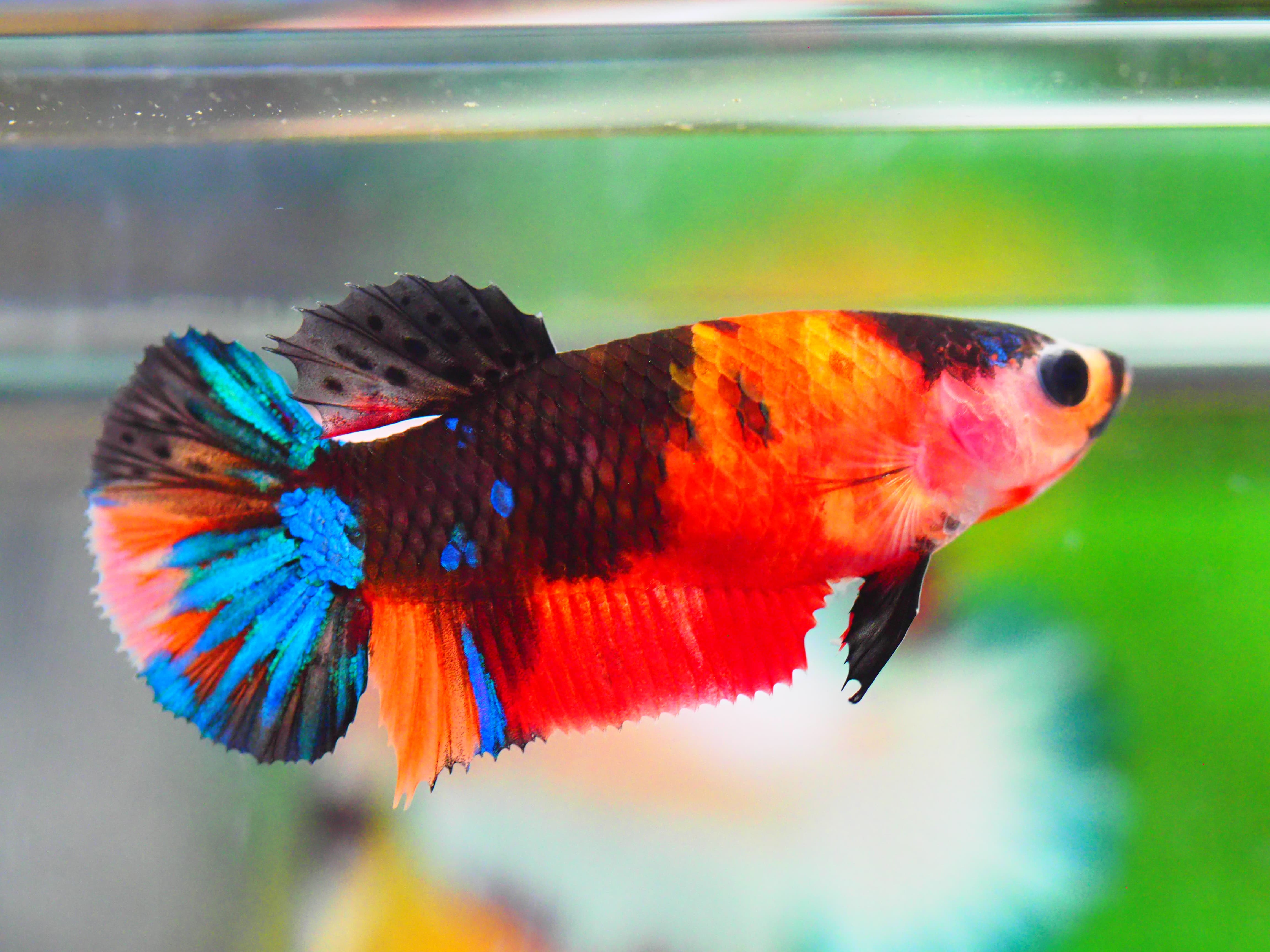 HMPK NEMO GALAXY FNMALE GRADE A +++