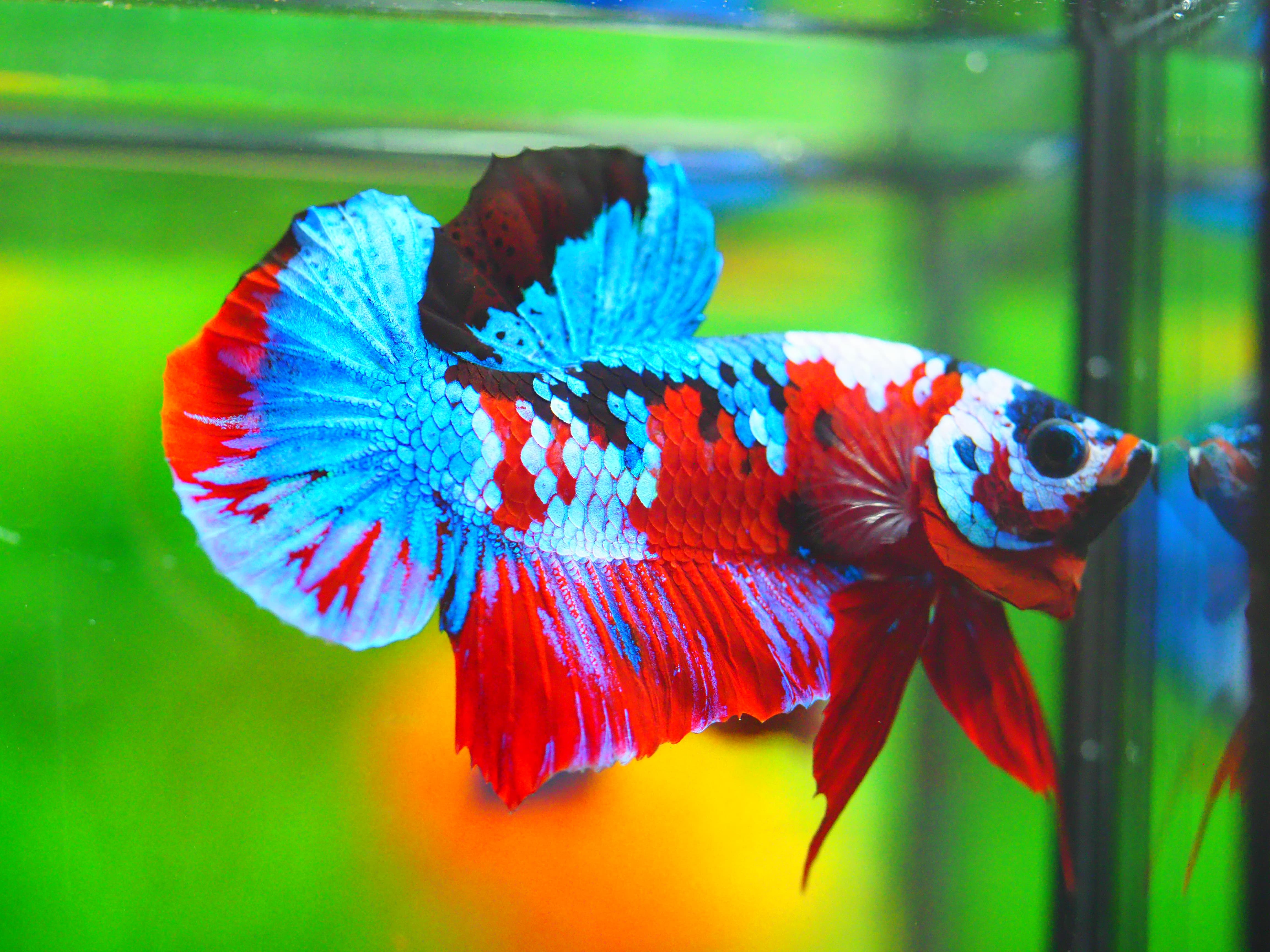 HMPK KOI GALAXY MALE GRADE A +++