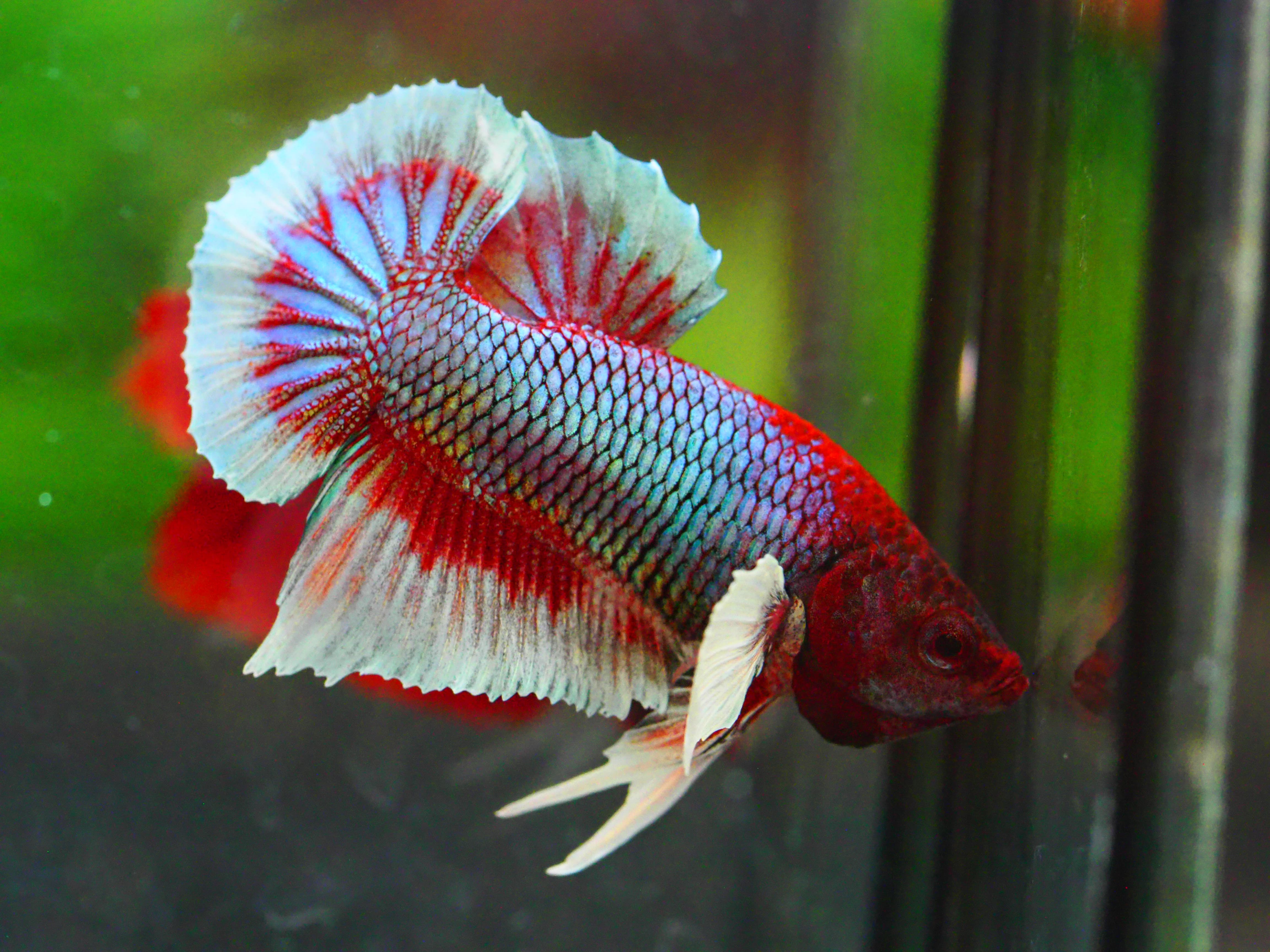 HMPK DUMBO MALE GRADE A +++