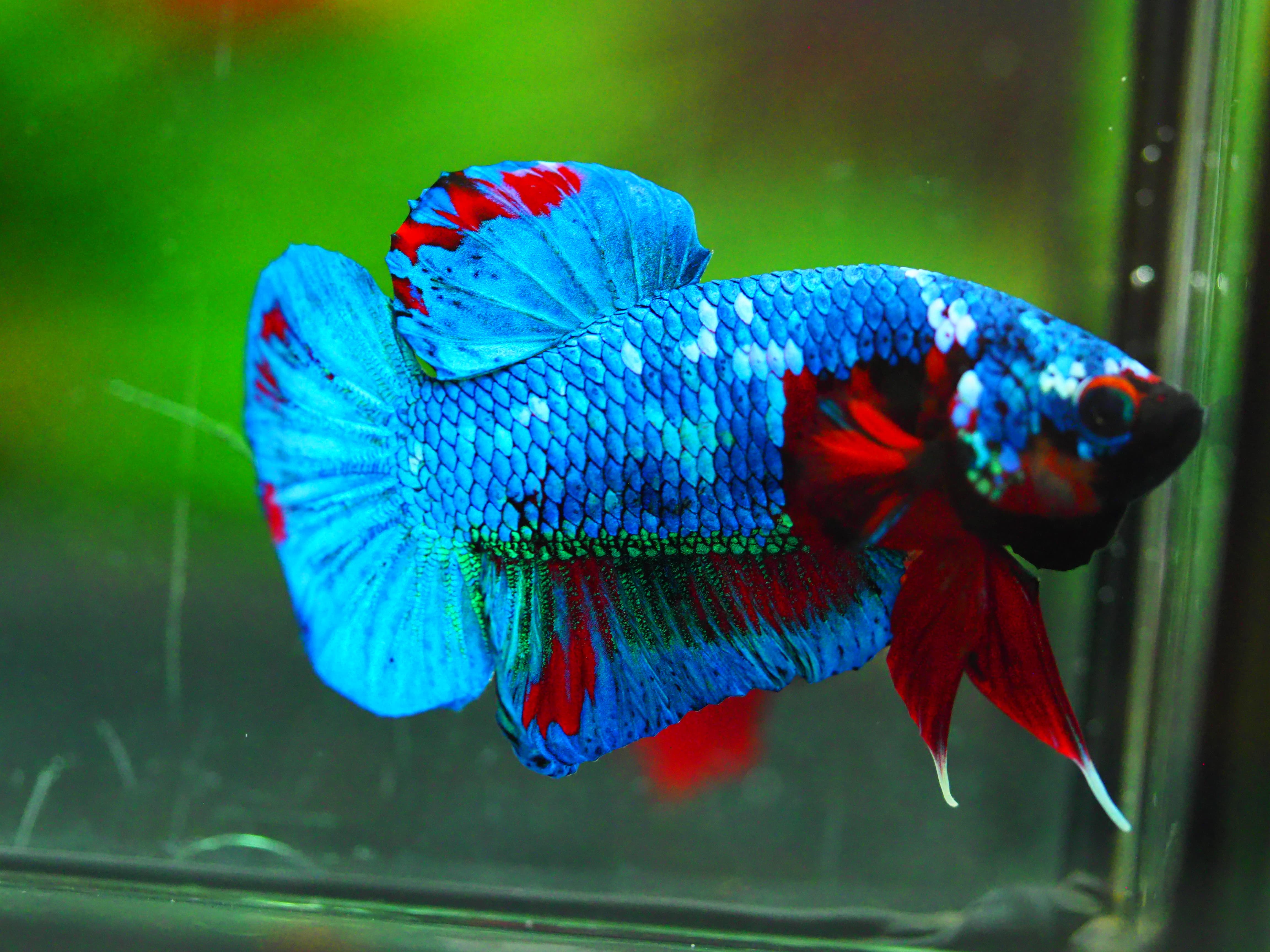 HMPK KOI GALAXY MALE GRADE A +++