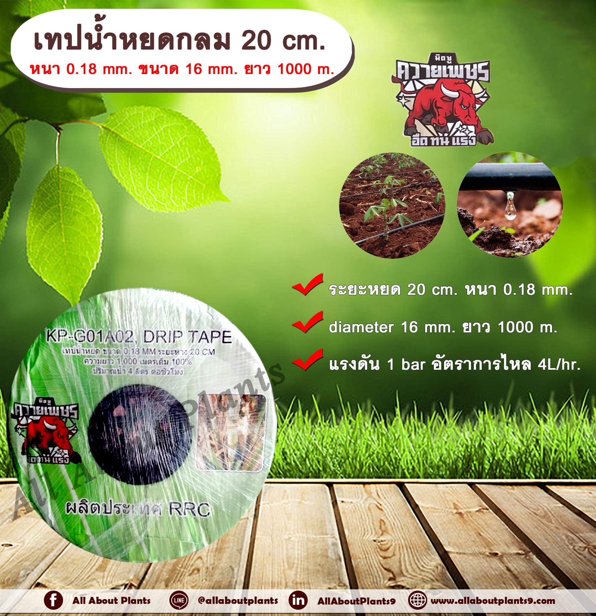เทปน้ำหยด 20 cm.หนา 0.18 mm ขนาด 16 mm.. ยาว 1000 m. ตราควายเพชร เทปน้ำหยด สายน้ำหยด แบบกลม แบบกิ๊ป ระยะห่างรู 20 cm. ขนาด 16 mm. หนา 0.18 mm. ยาว 1000 m. Drip Tape ม้วน