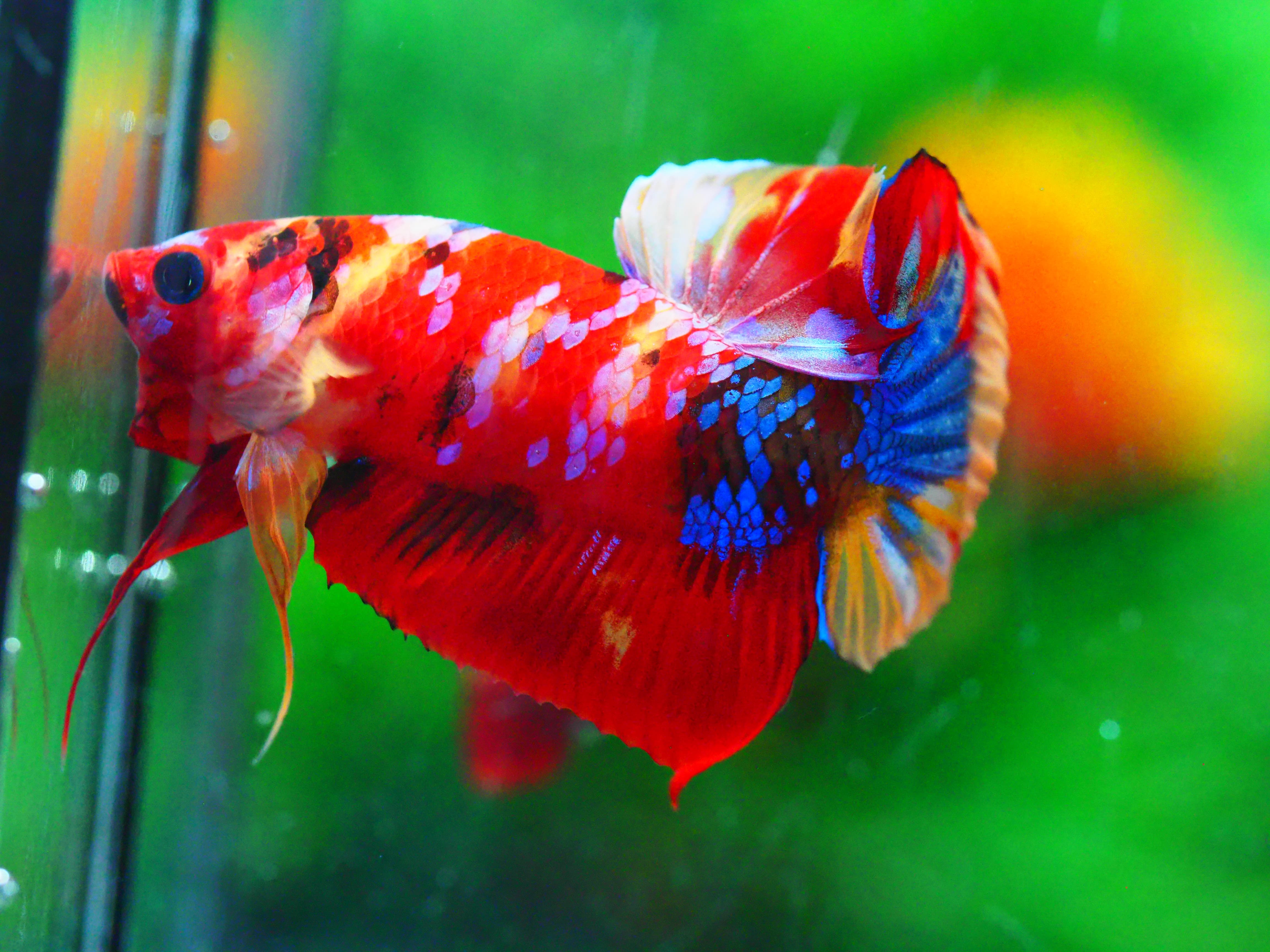 HMPK NEMO GALAXY MALE GRADE A +++