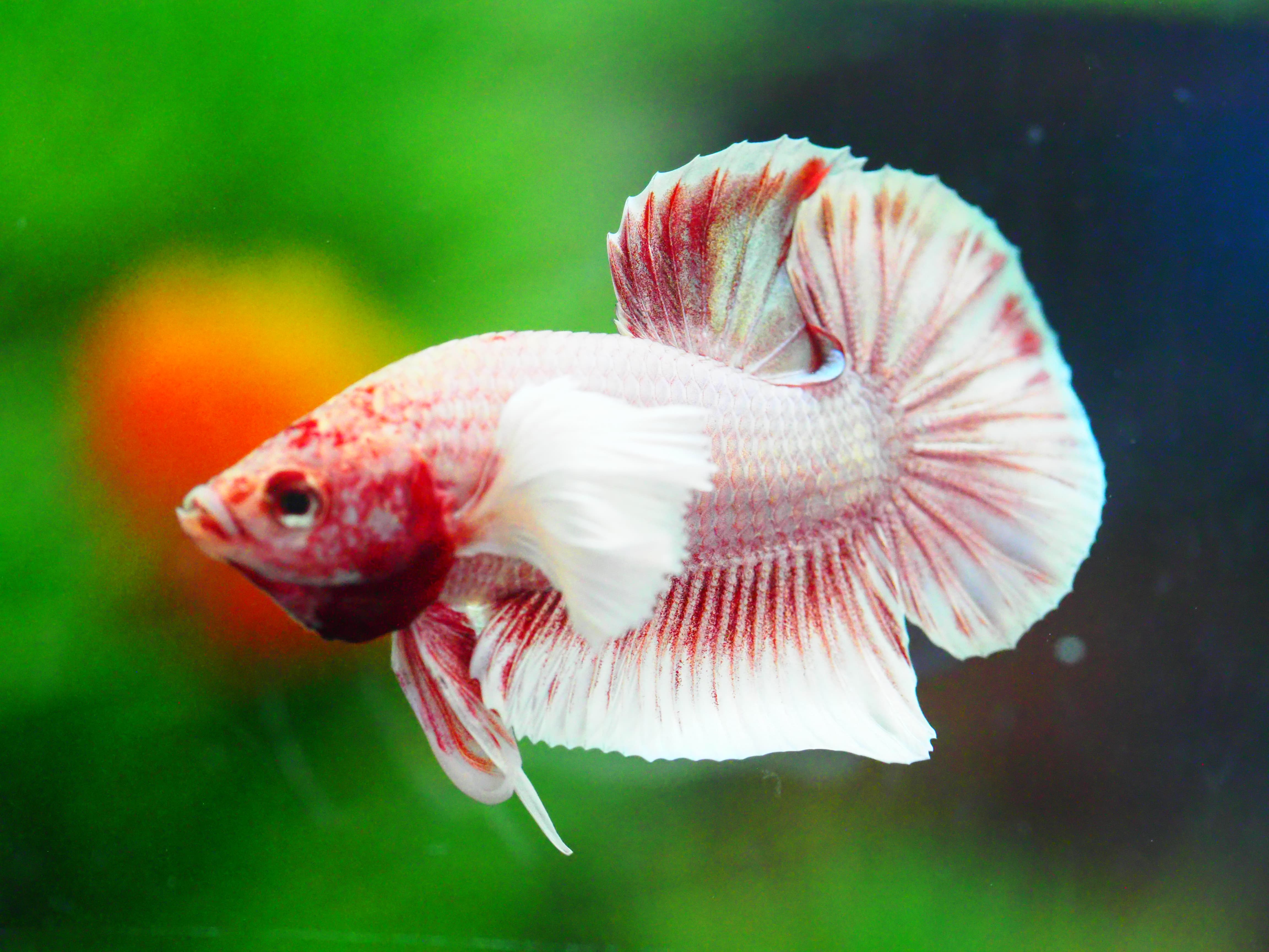 HMPK DUMBO MALE GRADE A +++