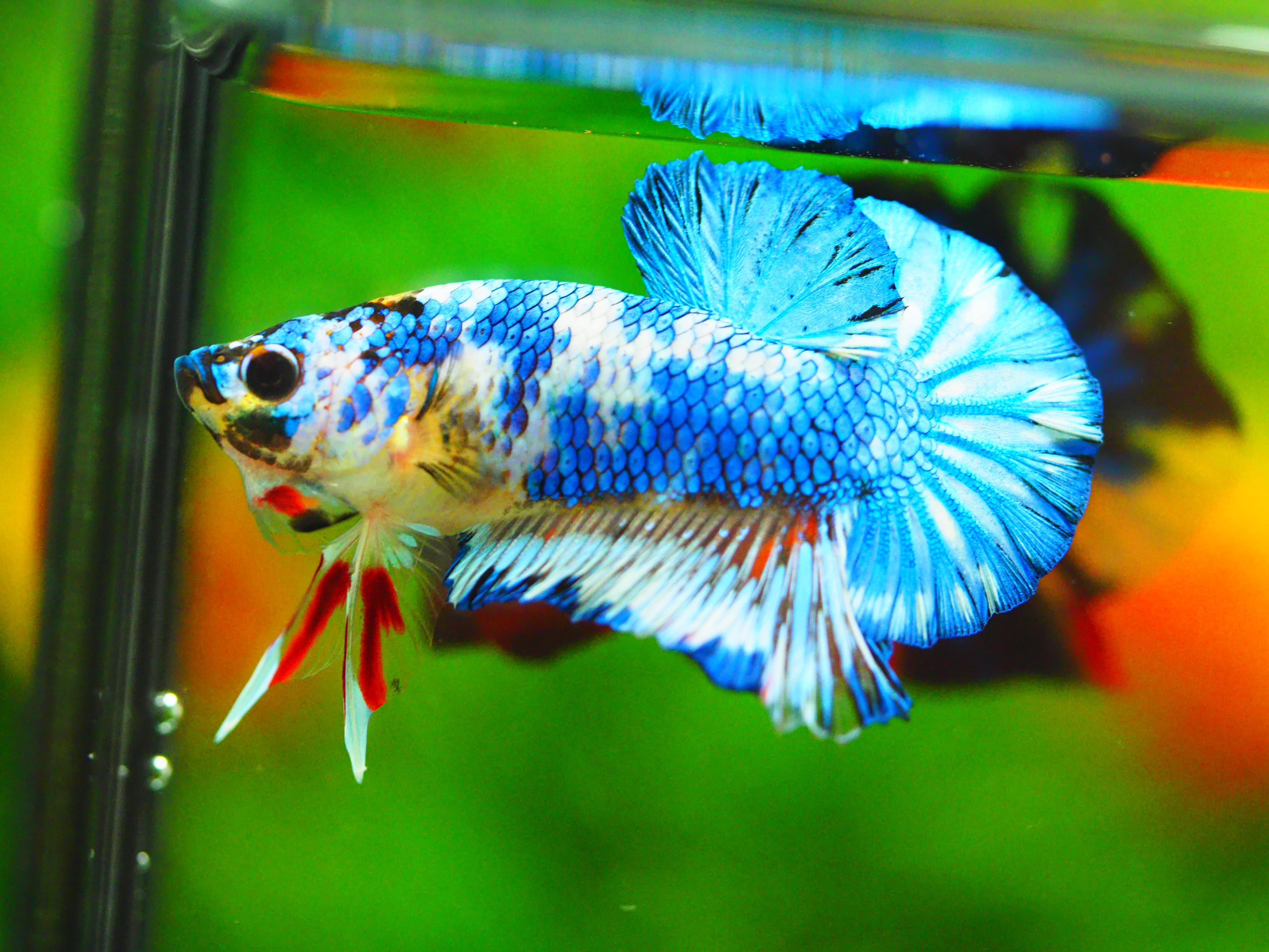 HMPK KOI FANCY MALE GRADE A +++