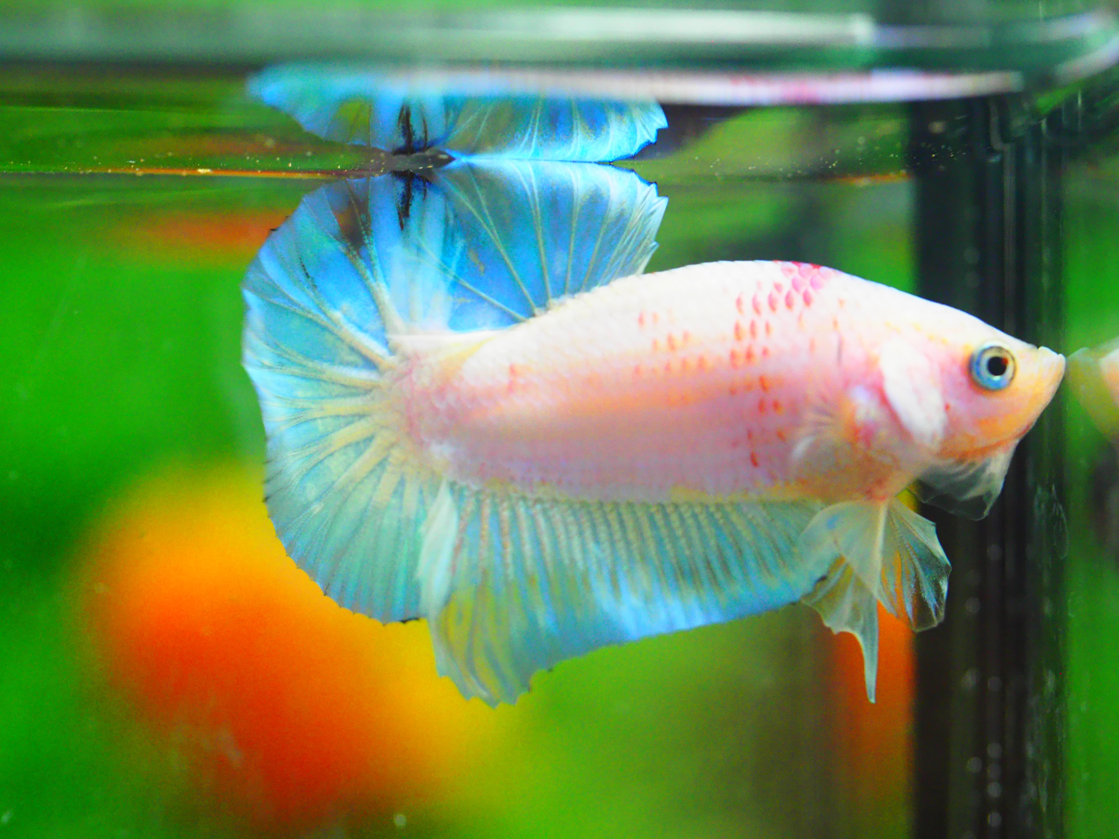 HMPK FANCY MALE GRADE A +++