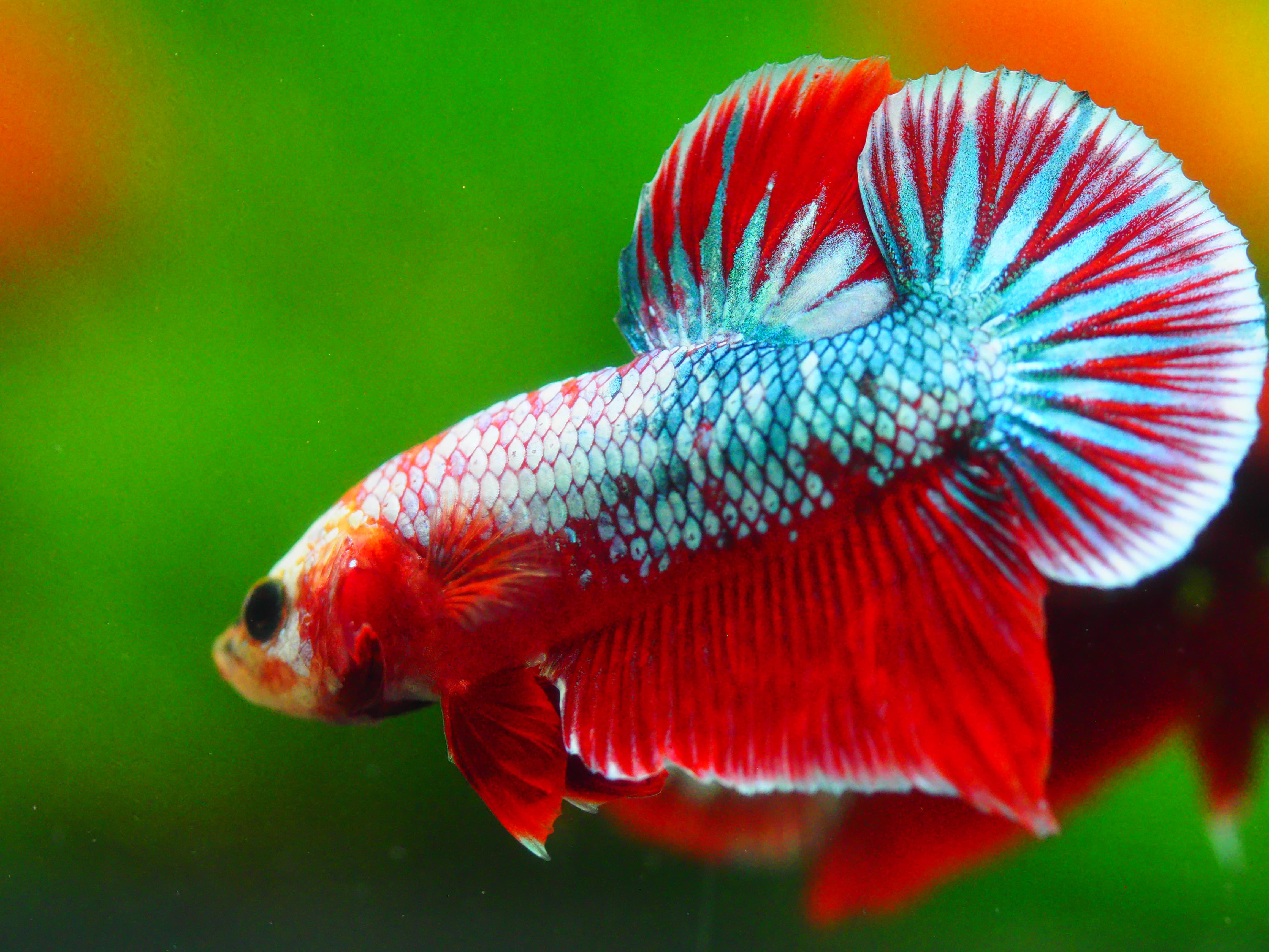 HMPK FANCY MALE GRADE A +++