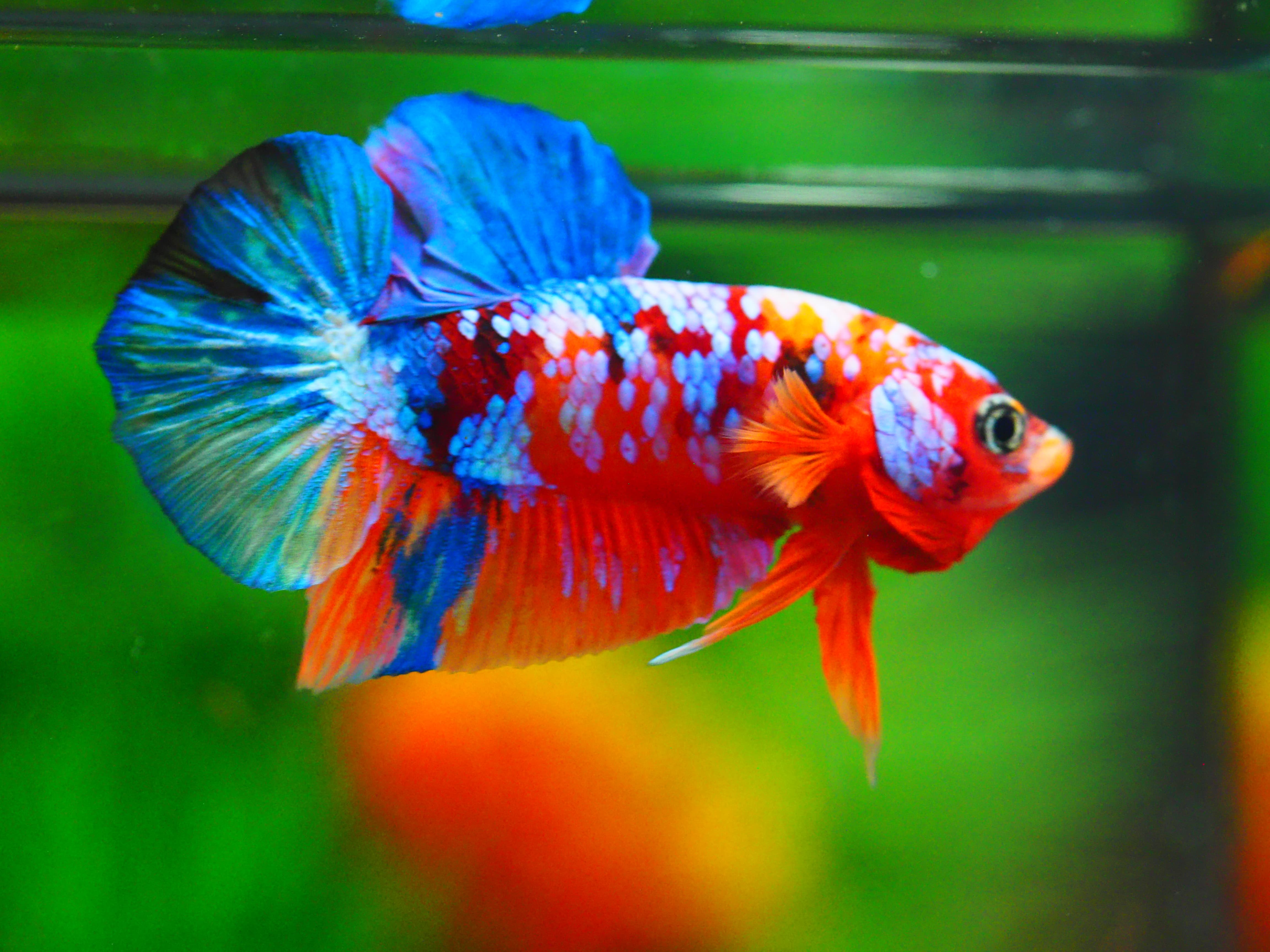 HMPK KOI GALAXY MALE GRADE A++
