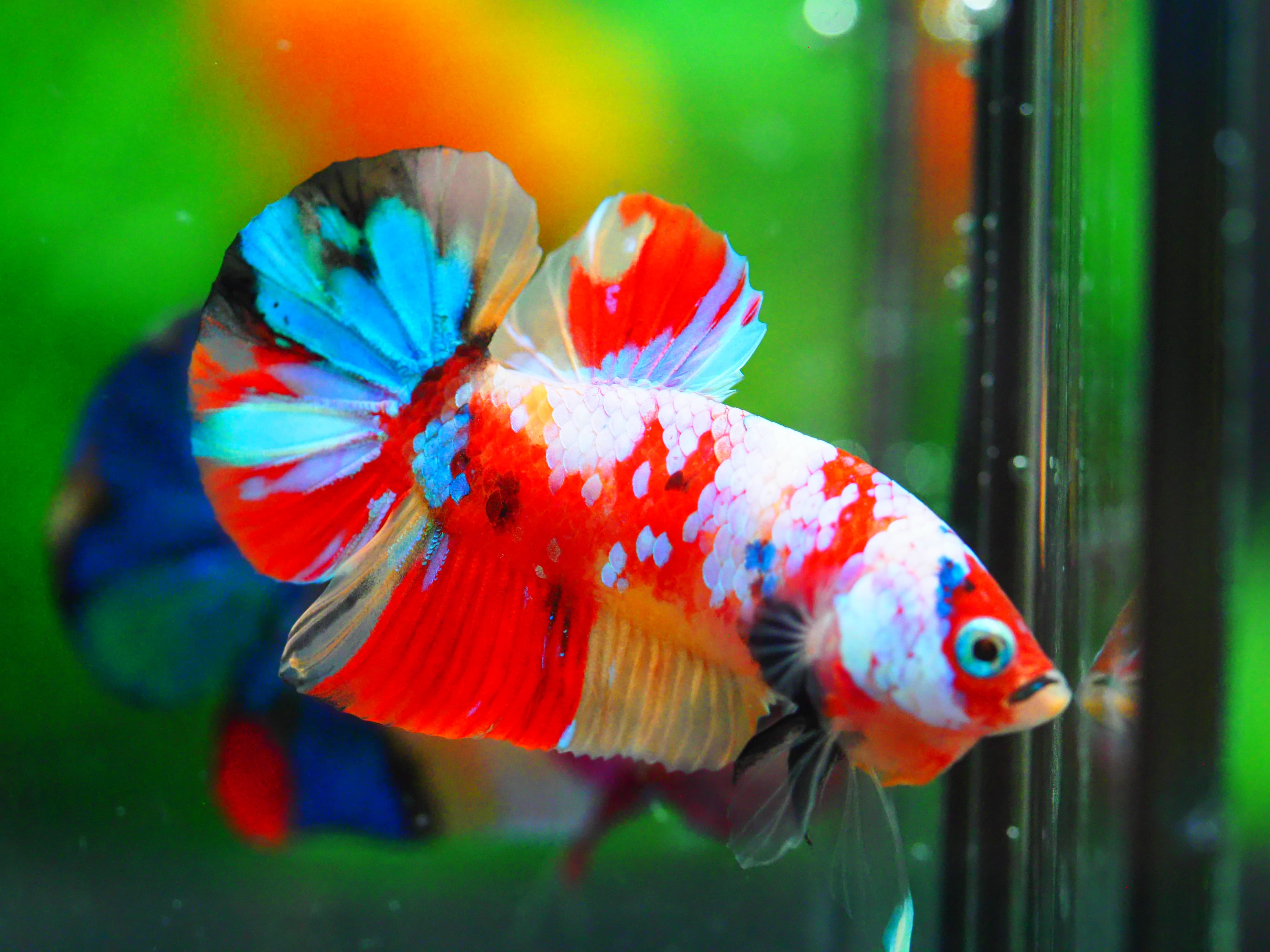 HMPK NEMO GALAXY MALE GRADE A +++