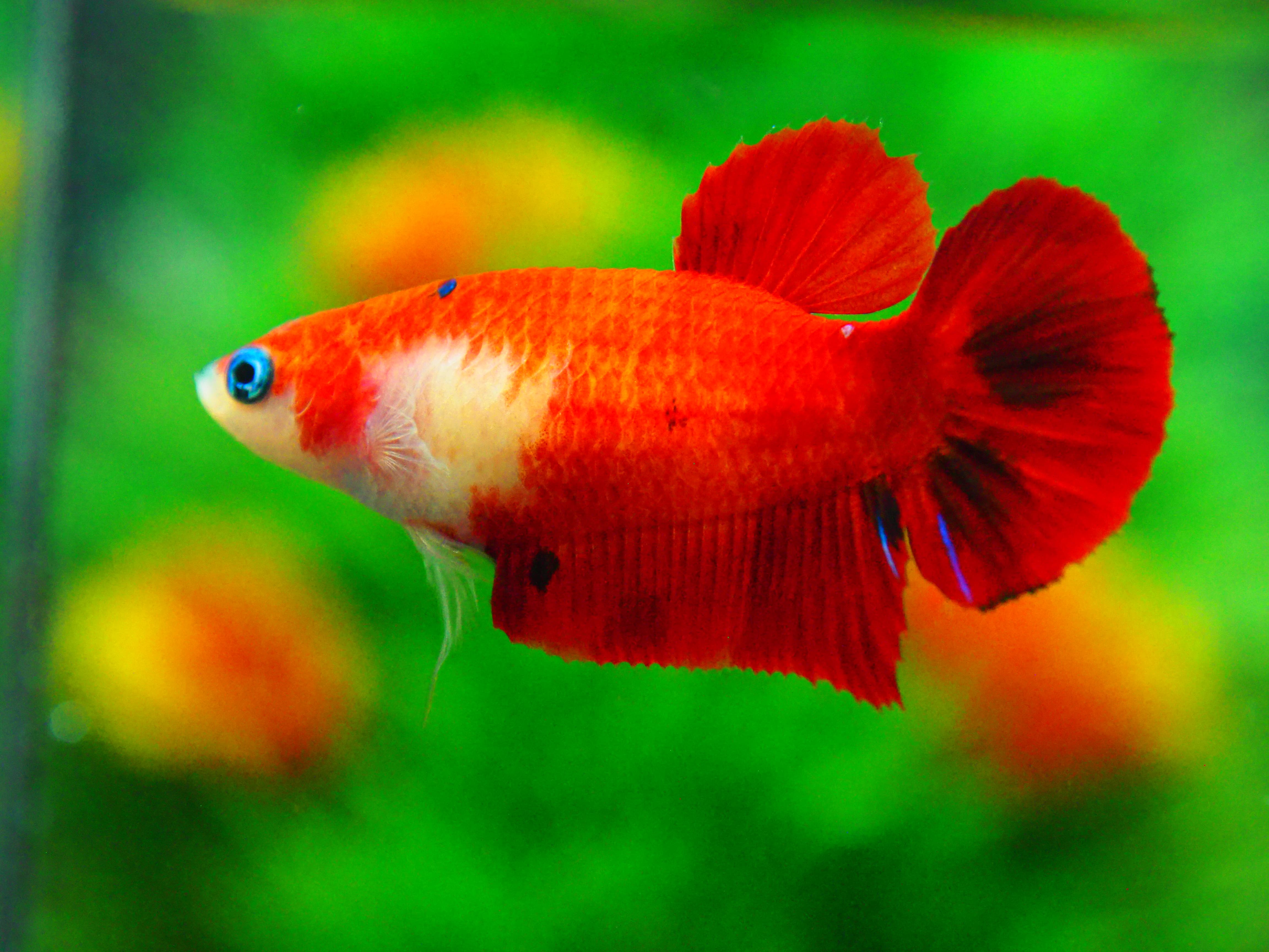 HMPK KOI FN MALE GRADE A +++