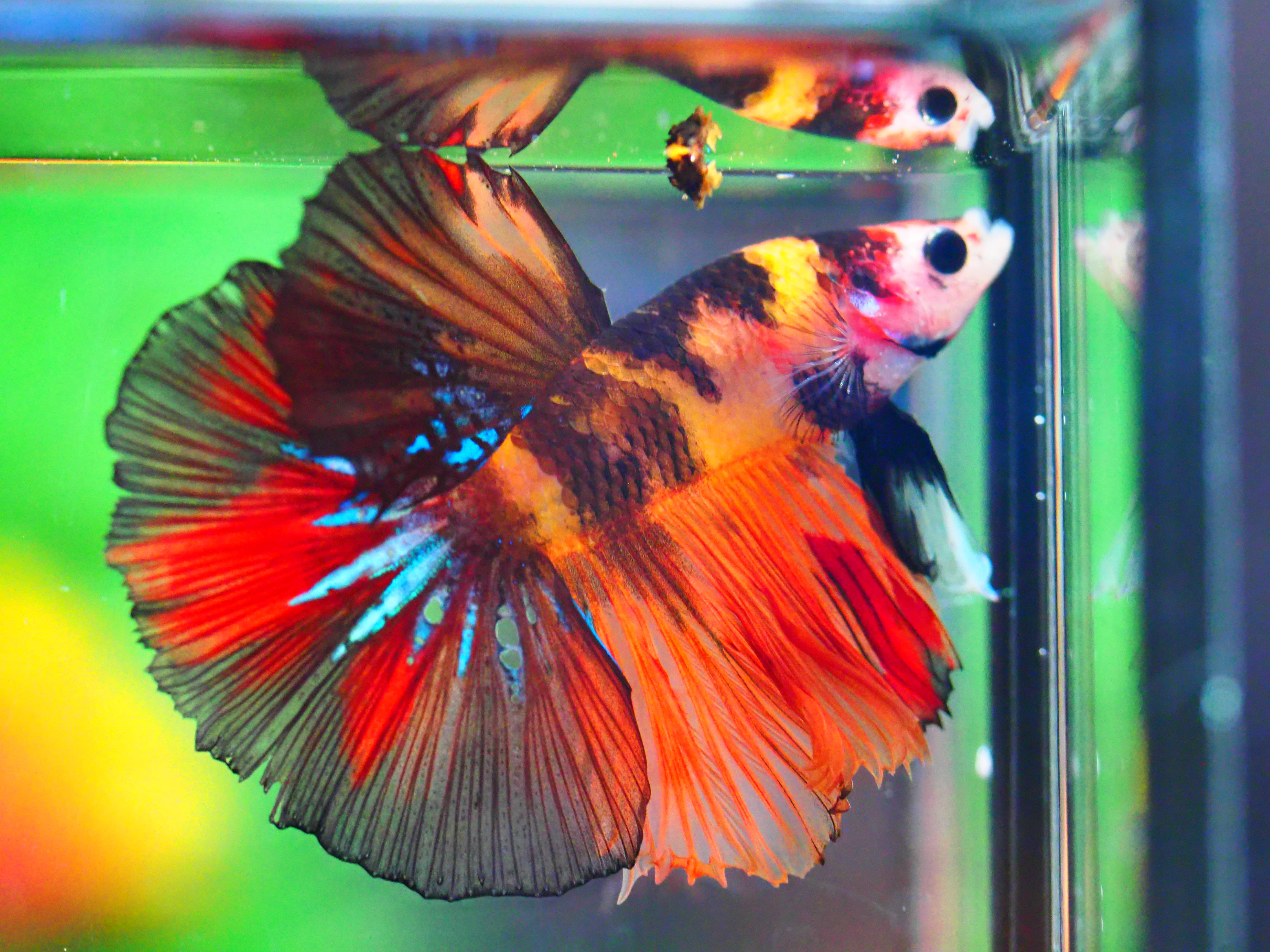 HMNEMO GALAXY MALE GRADE A +++