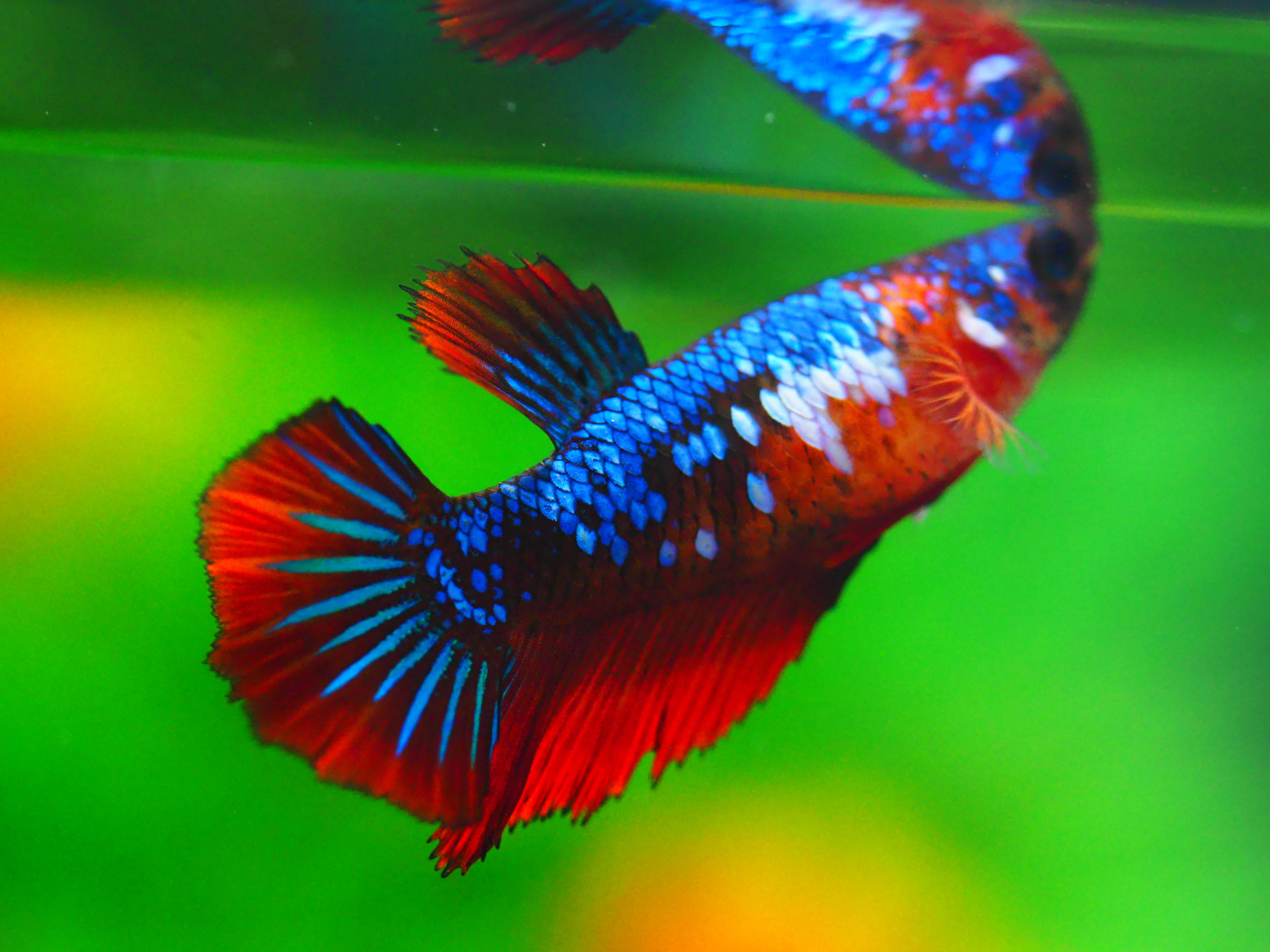 HM KOI GALAXY FN MALE GRADE A +++