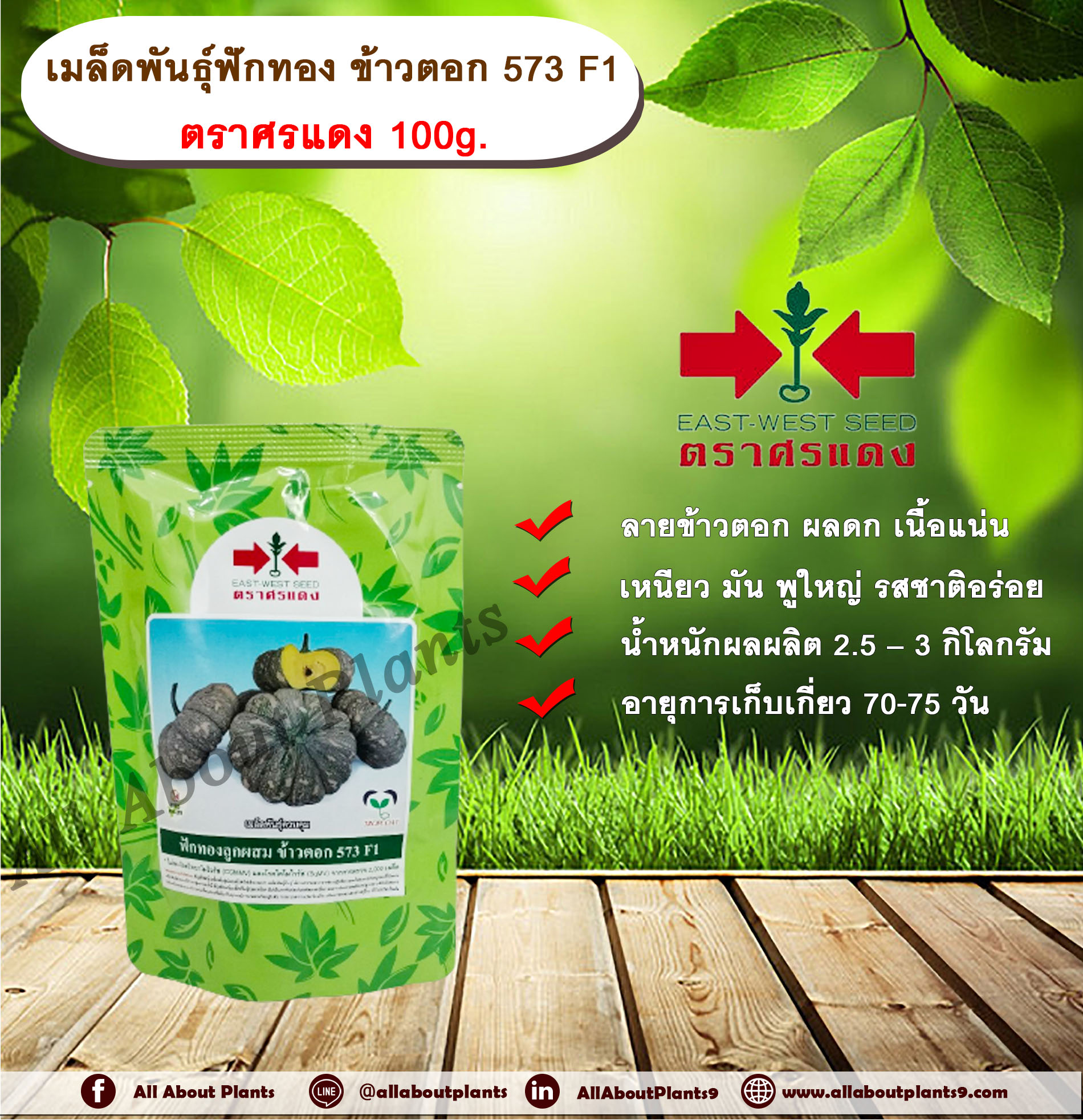 เมล็ดพันธุ์ฟักทอง ข้าวตอก 573 F1 ตราศรแดง 100g. เมล็ดพันธุ์ เมล็ดพันธุ์ผัก เมล็ดพันธุ์พืช เมล็ดพันธุ์ฟักทอง ลายข้าวตอก ผลดก เนื้อแน่น เหนียว มัน พูใหญ่ รสชาติอร่อย allaboutplants ซอง