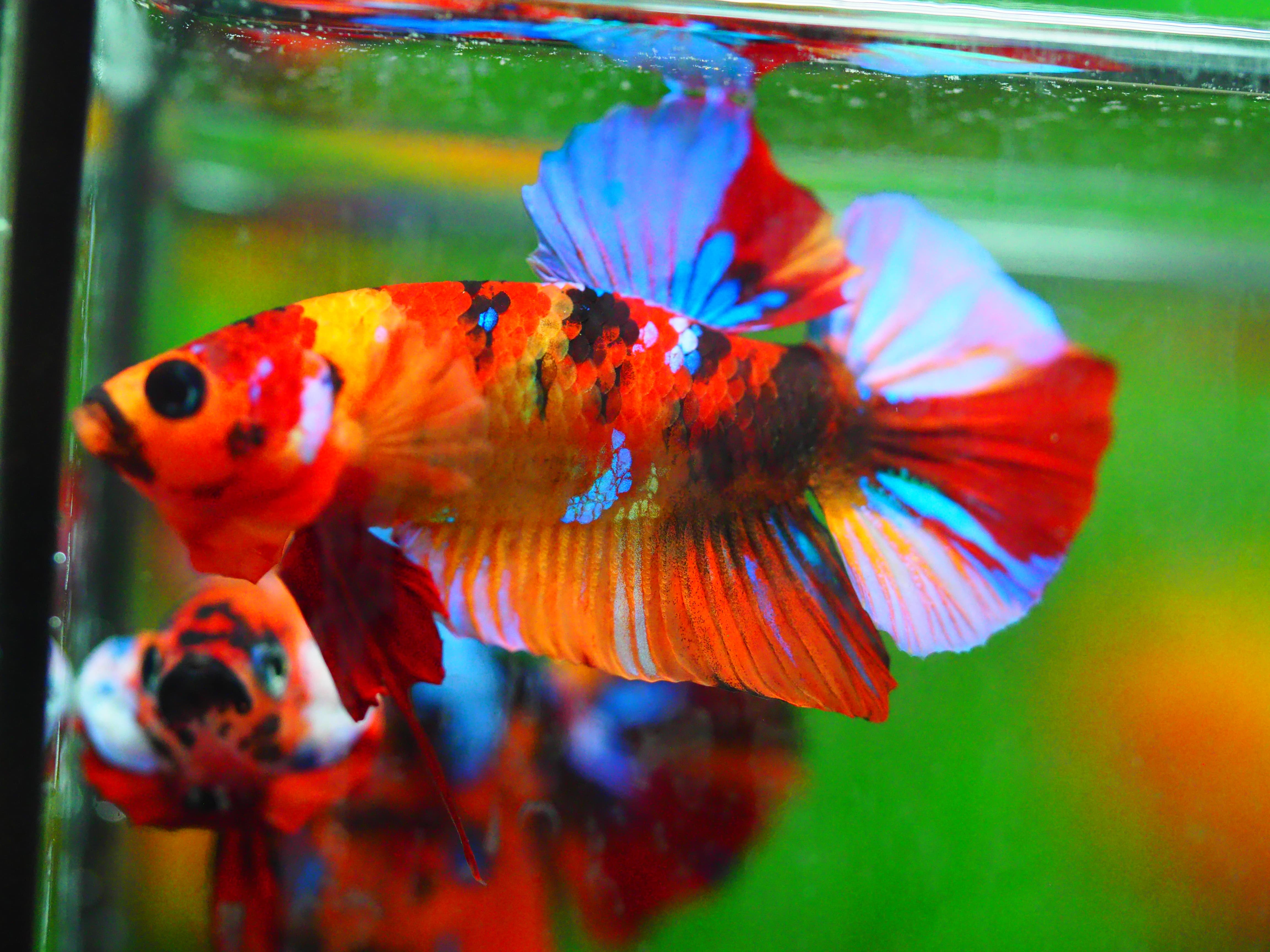 HMPK NEMO GALAXY MALE GRADE A +++