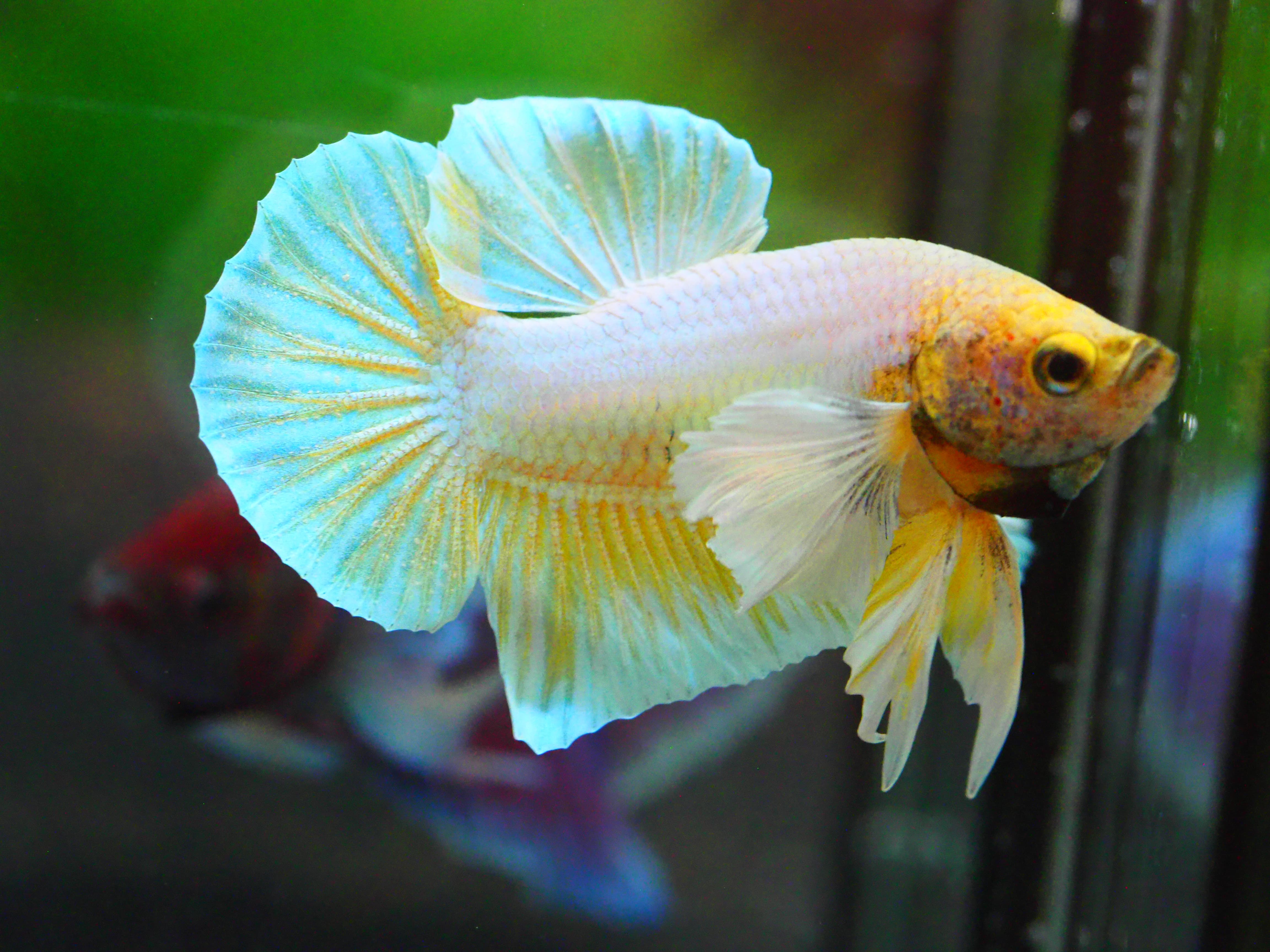 HMPK DUMBO MALE GRADE A +++