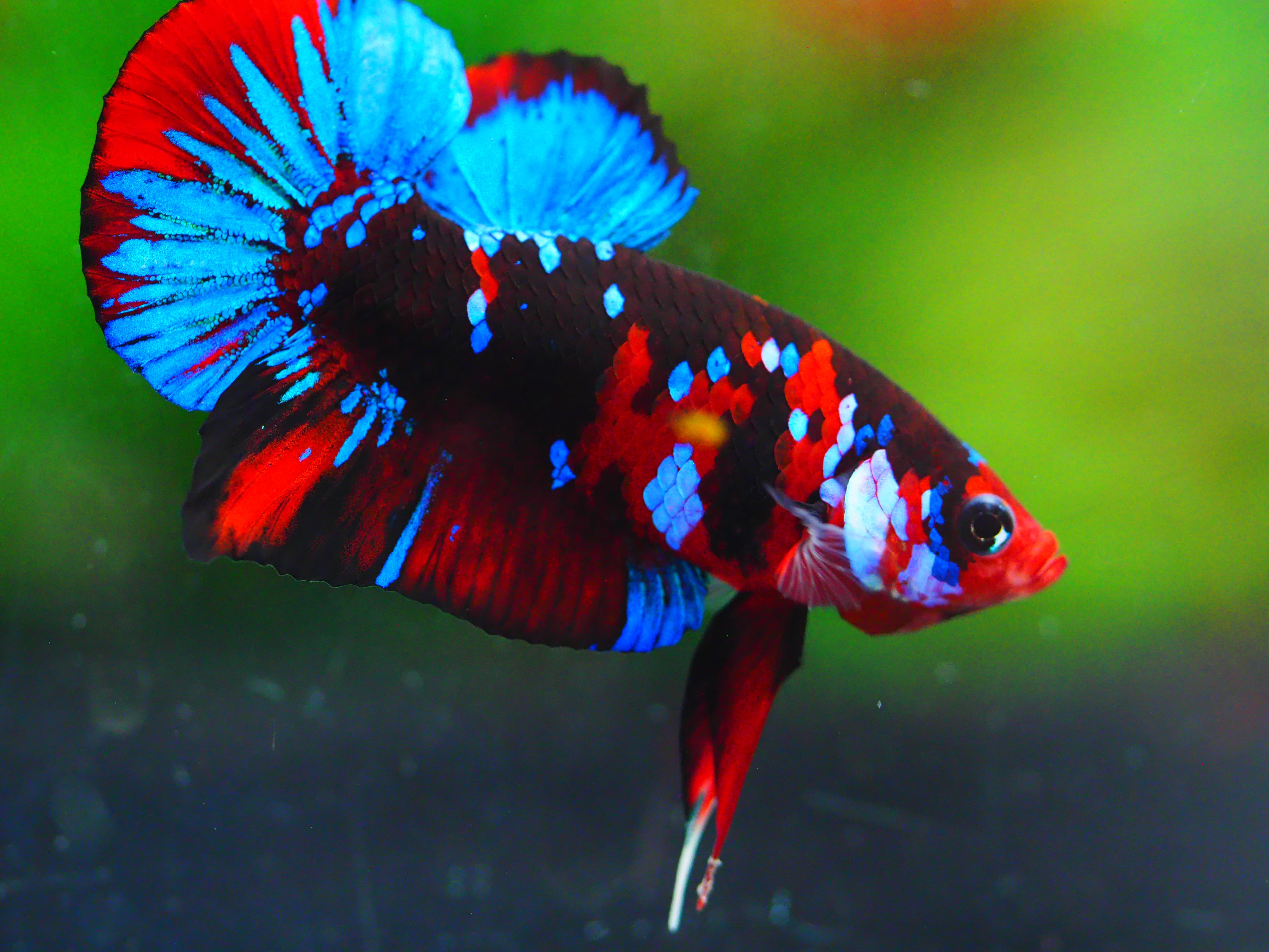 HMPK KOI GALAXY MALE GRADE A +++