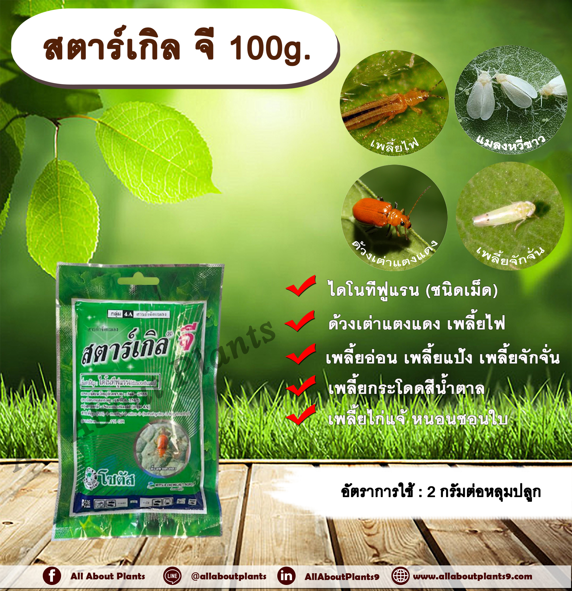 สตาร์เกิล จี 100g. ไดโนทีฟูแรนชนิดเม็ด เม็ดทราย รองก้นหลุม สารกำจัดแมลง กำจัดเพลี้ย กำจัดหอย ด้วงเต่าแตงแดง เพลี้ยไฟ เพลี้ยอ่อน เพลี้ยแป้ง เพลี้ยจักจั่น เพลี้ยกระโดดสีน้ำตาล เพลี้ยไก่แจ้ หนอนชอนใบ สารกำจัดแมลงชนิดดูดซึม ชิ้น