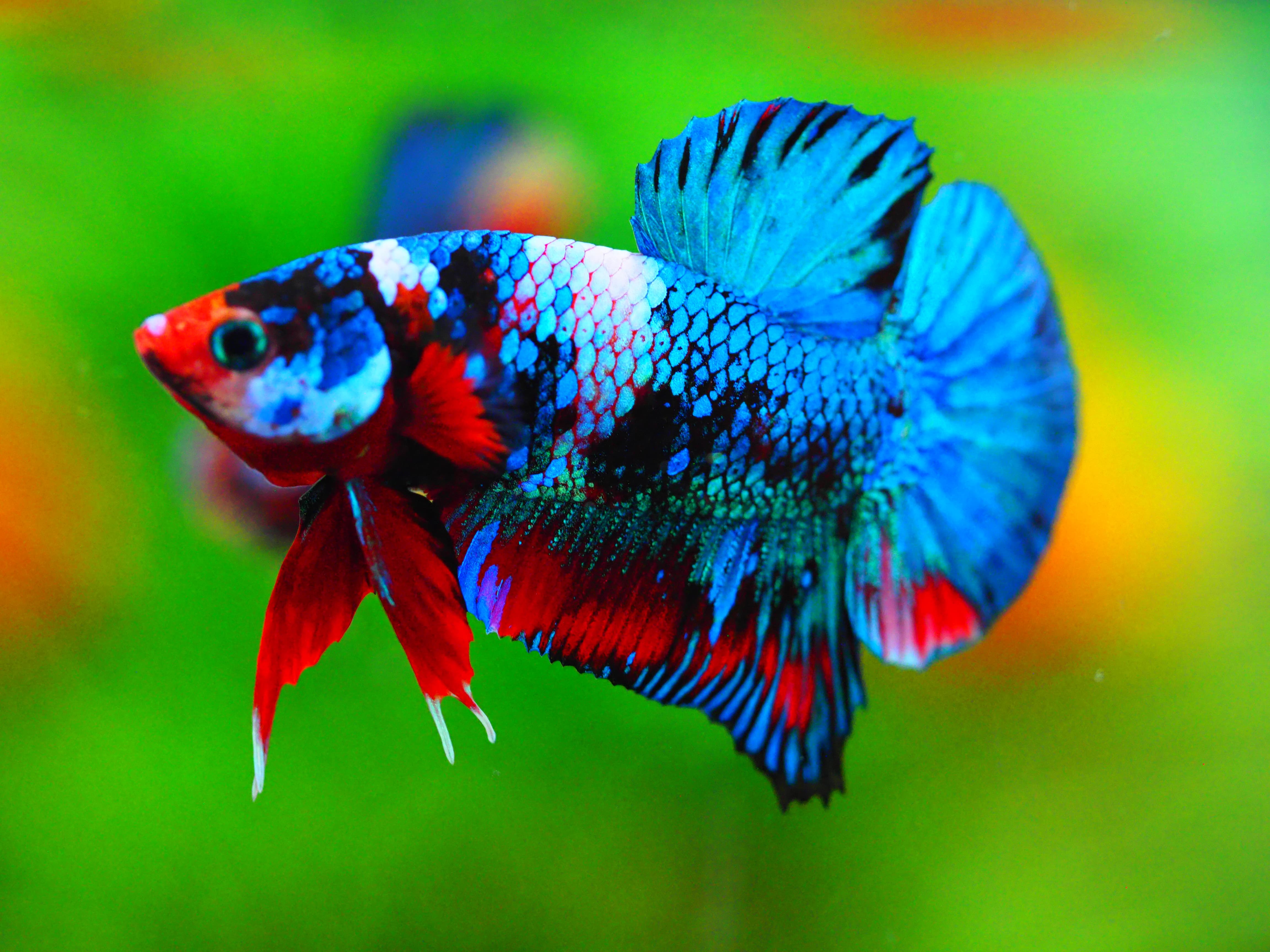 HMPK KOI GALAXY MALE GRADE A +++