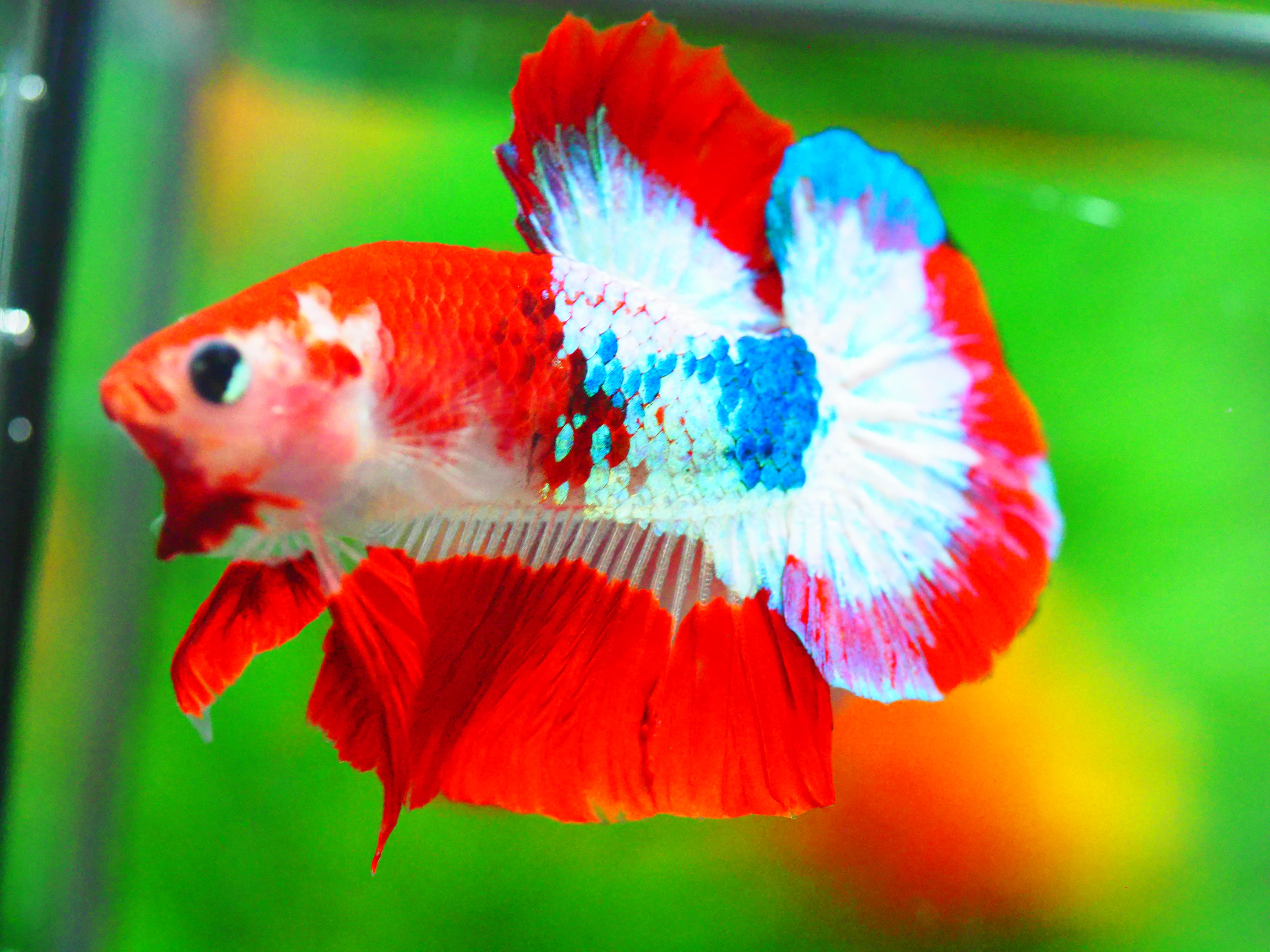 HMPK FANCY MALE GRADE A +++