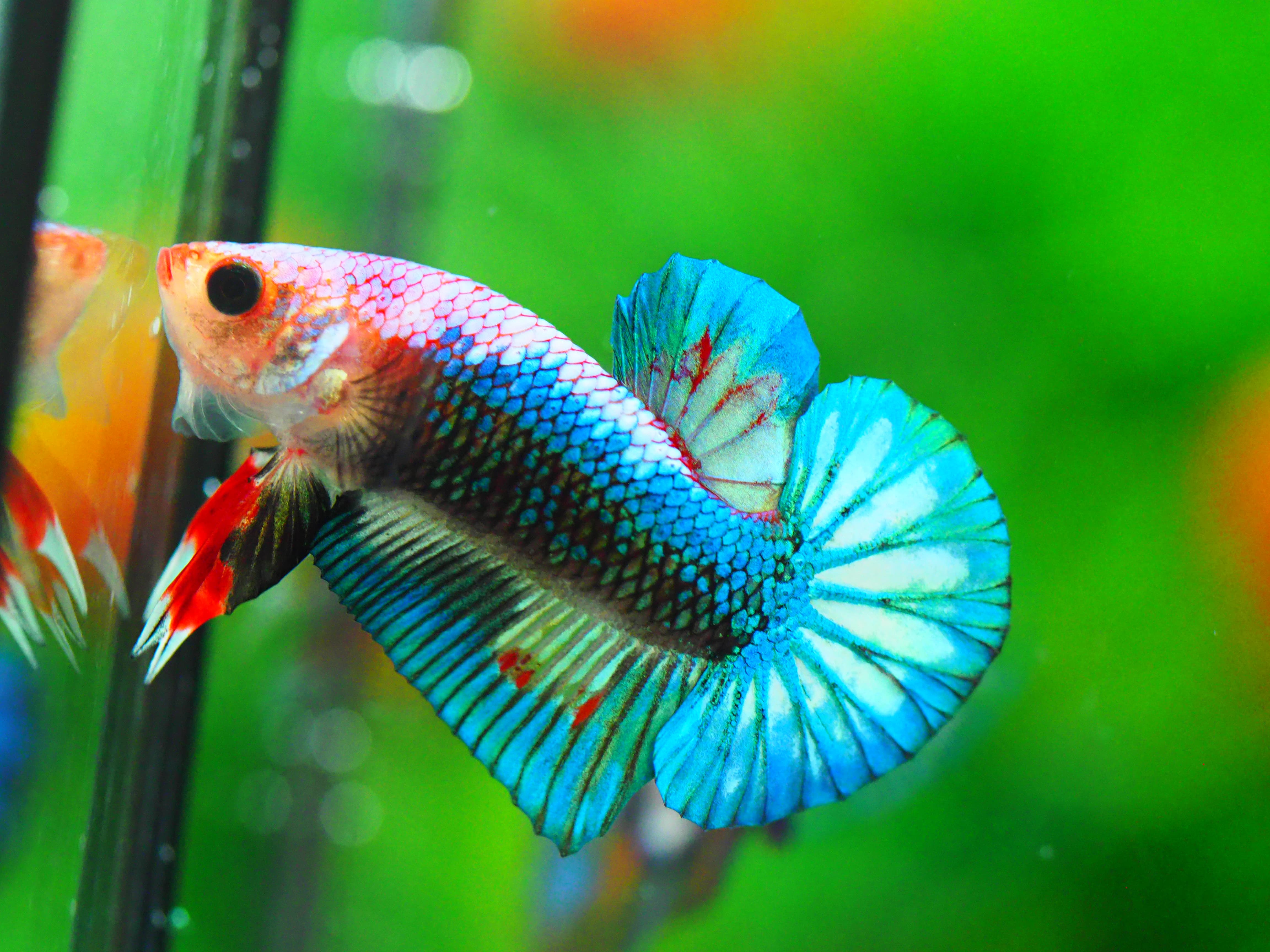 HMPK FANCY MALE GRADE A +++