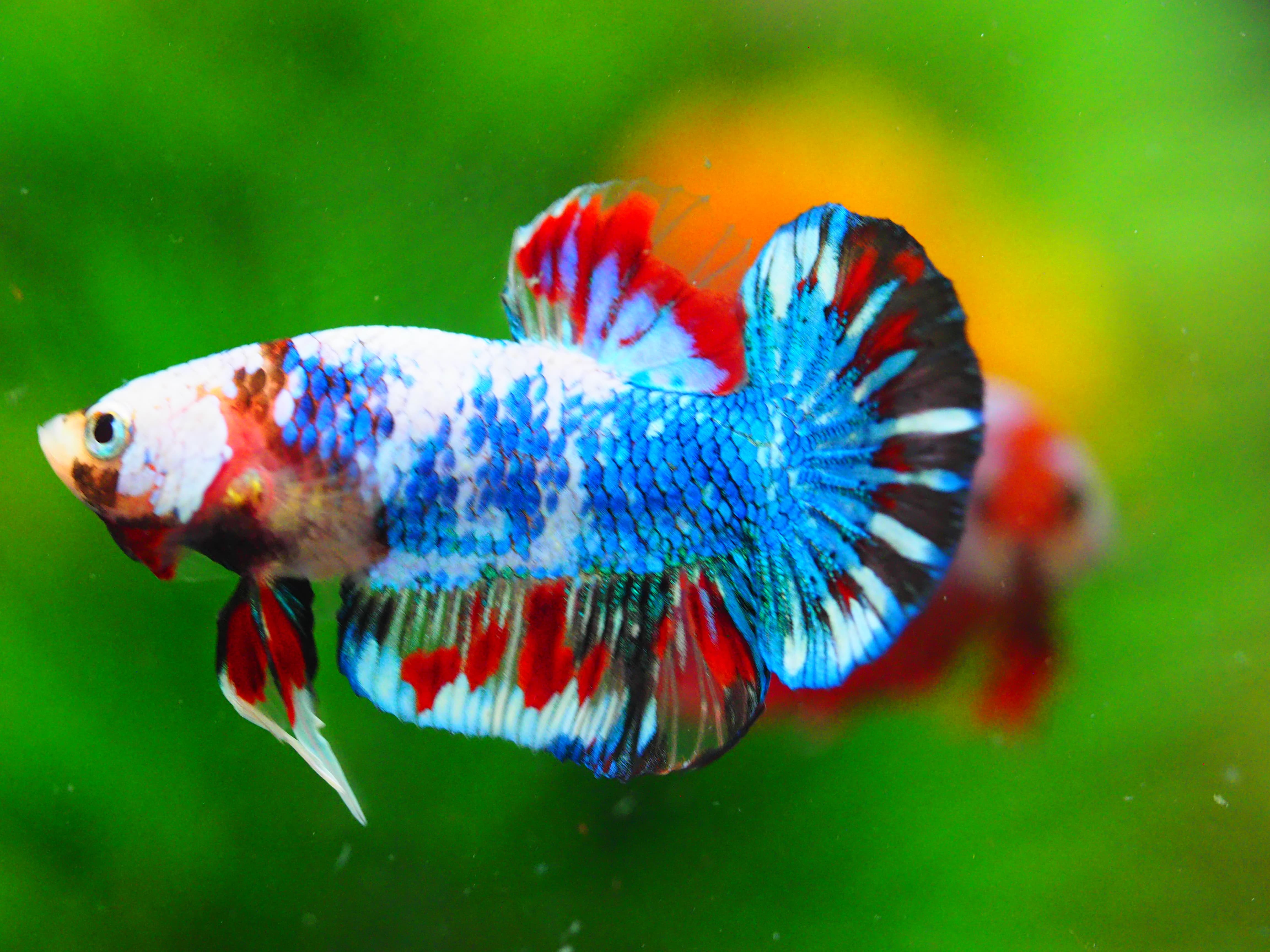 HMPK KOI FANCY MALE GRADE A+++