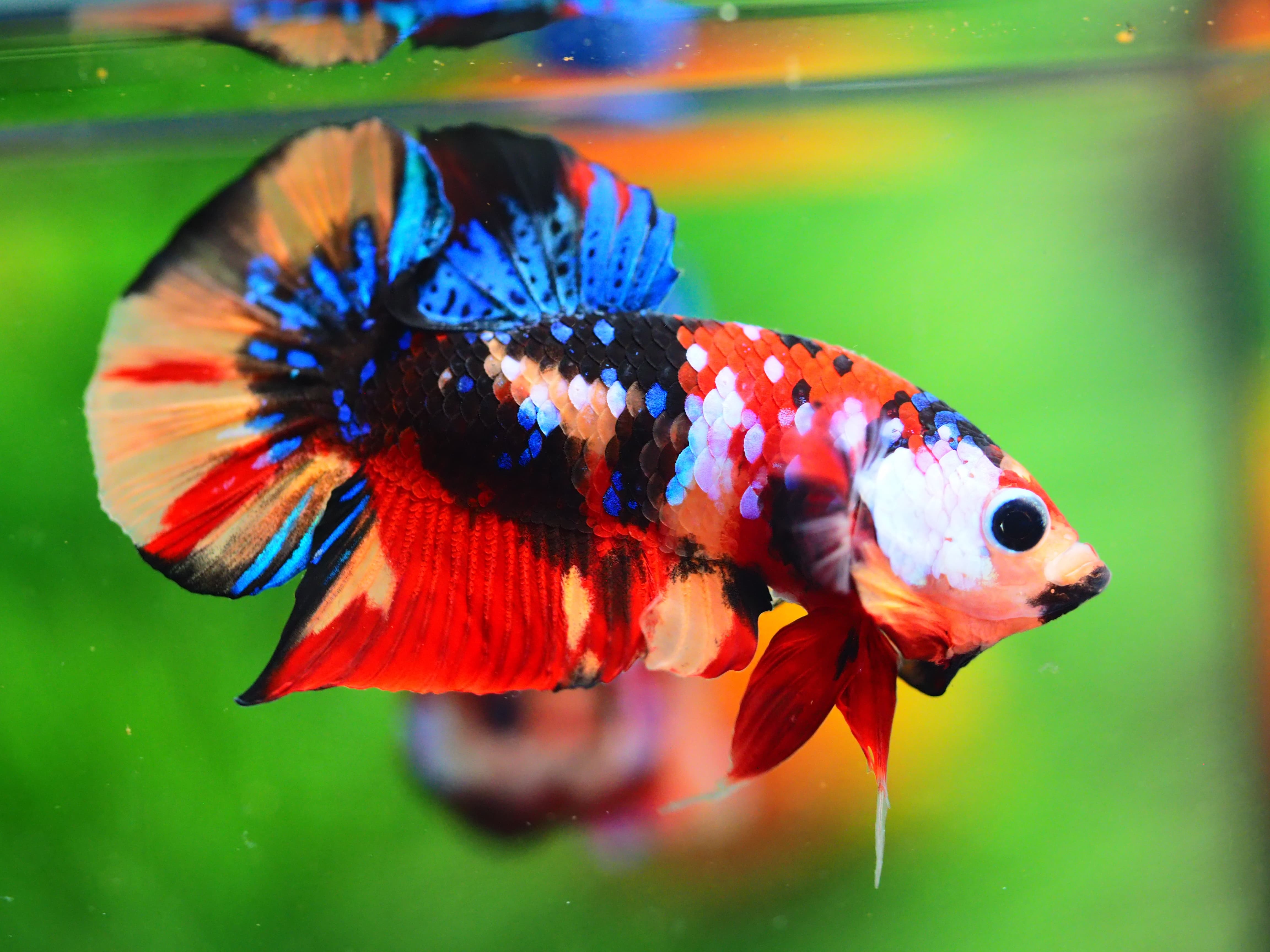 HMPK NEMO GALAXY MALE GRADE A++