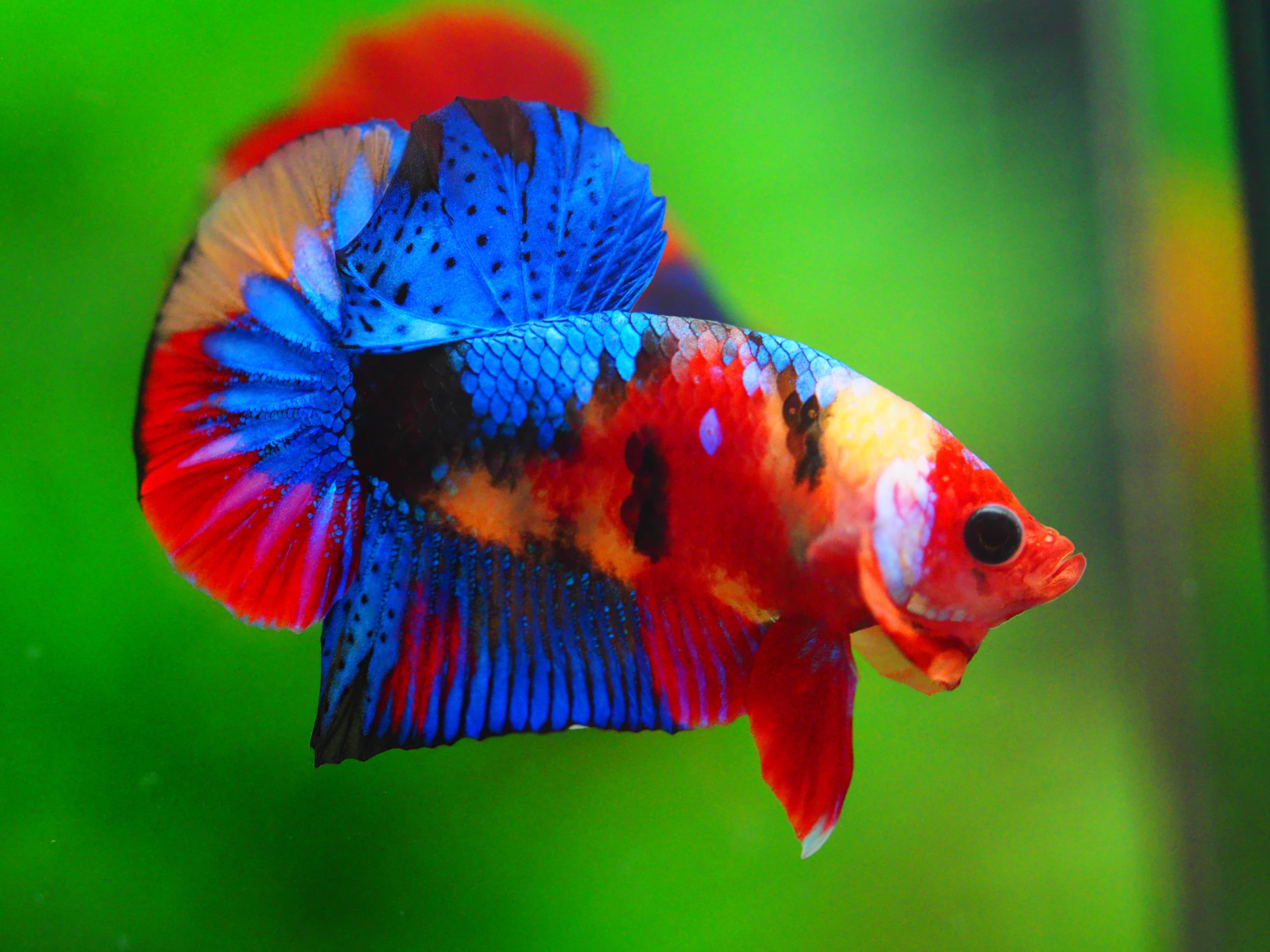 HMPK NEMO GALAXY MALE GRADE A++