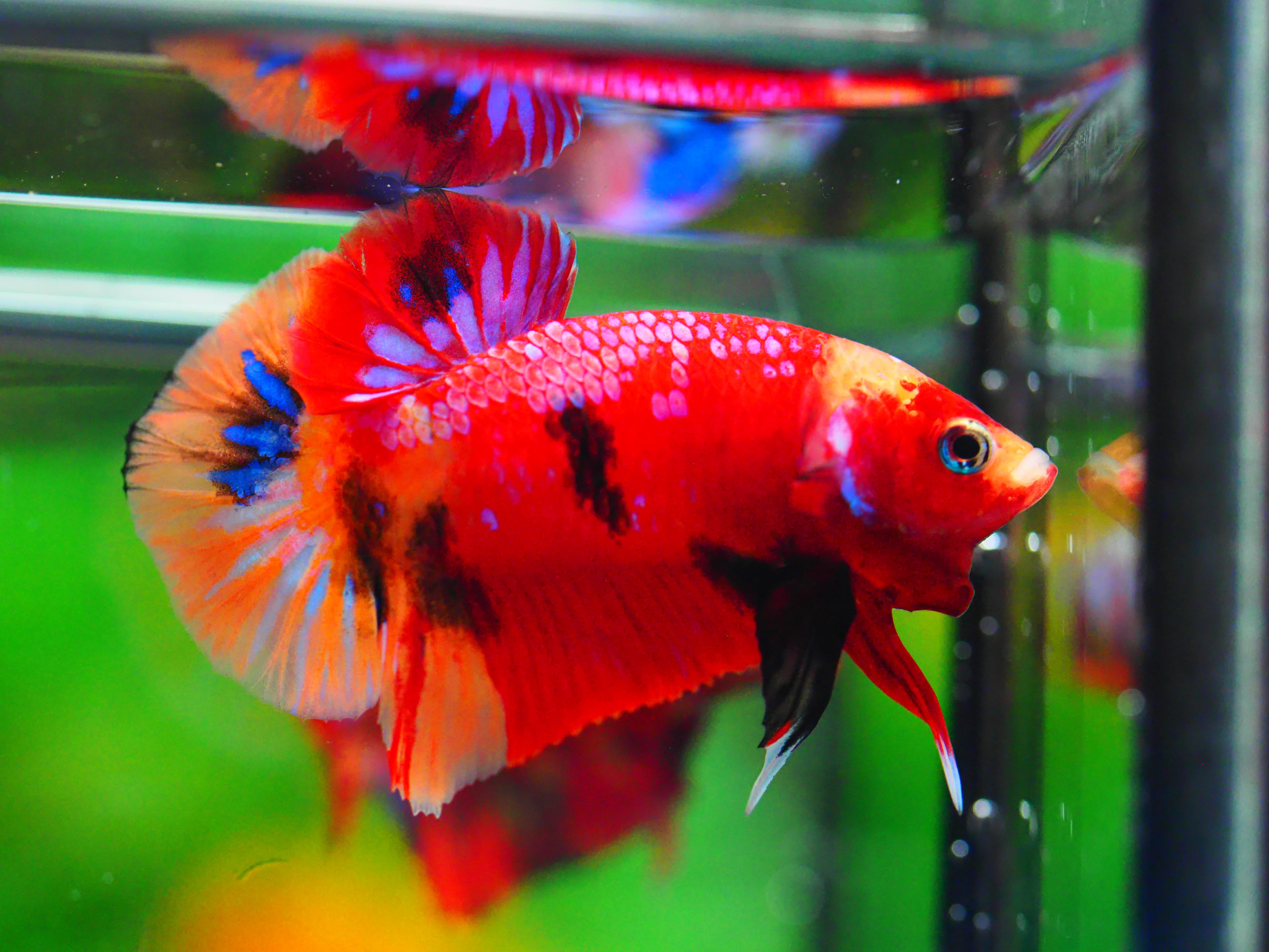 HMPK NEMO GALAXY MALE GRADE A +++