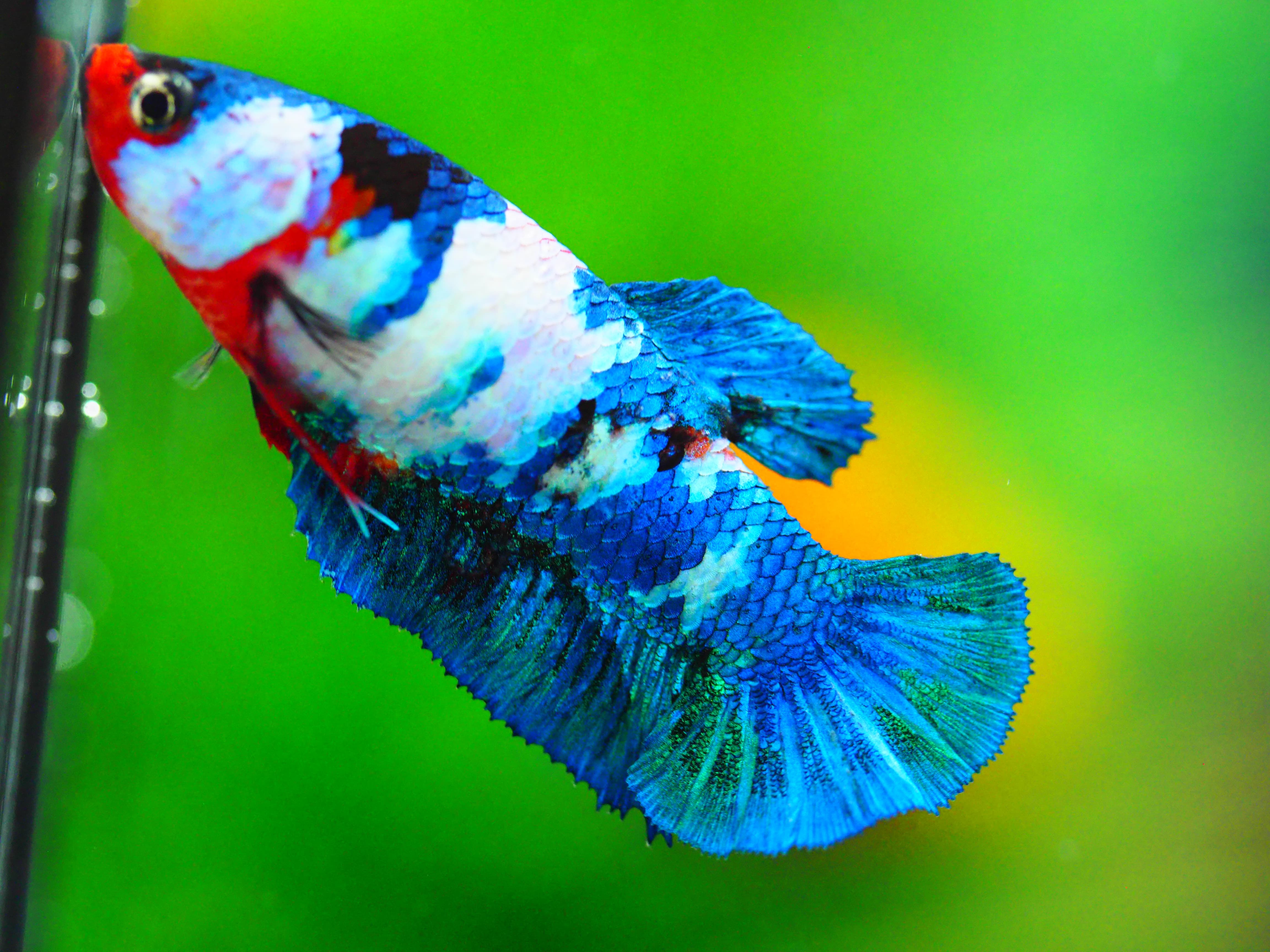 HMPK KOI FANCY FNMALE GRADE A +++