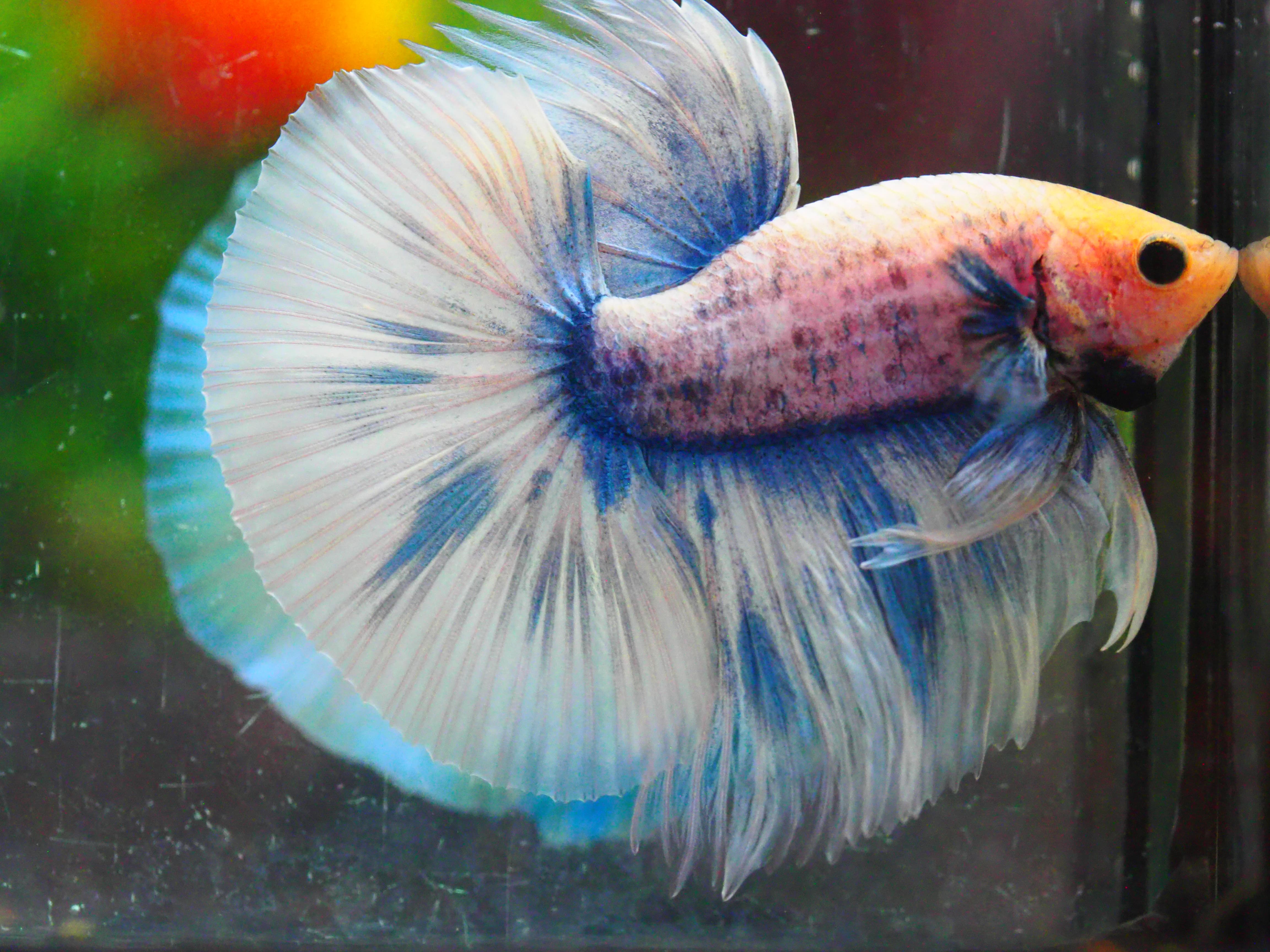 HM FANCY MALE GRADE A +++