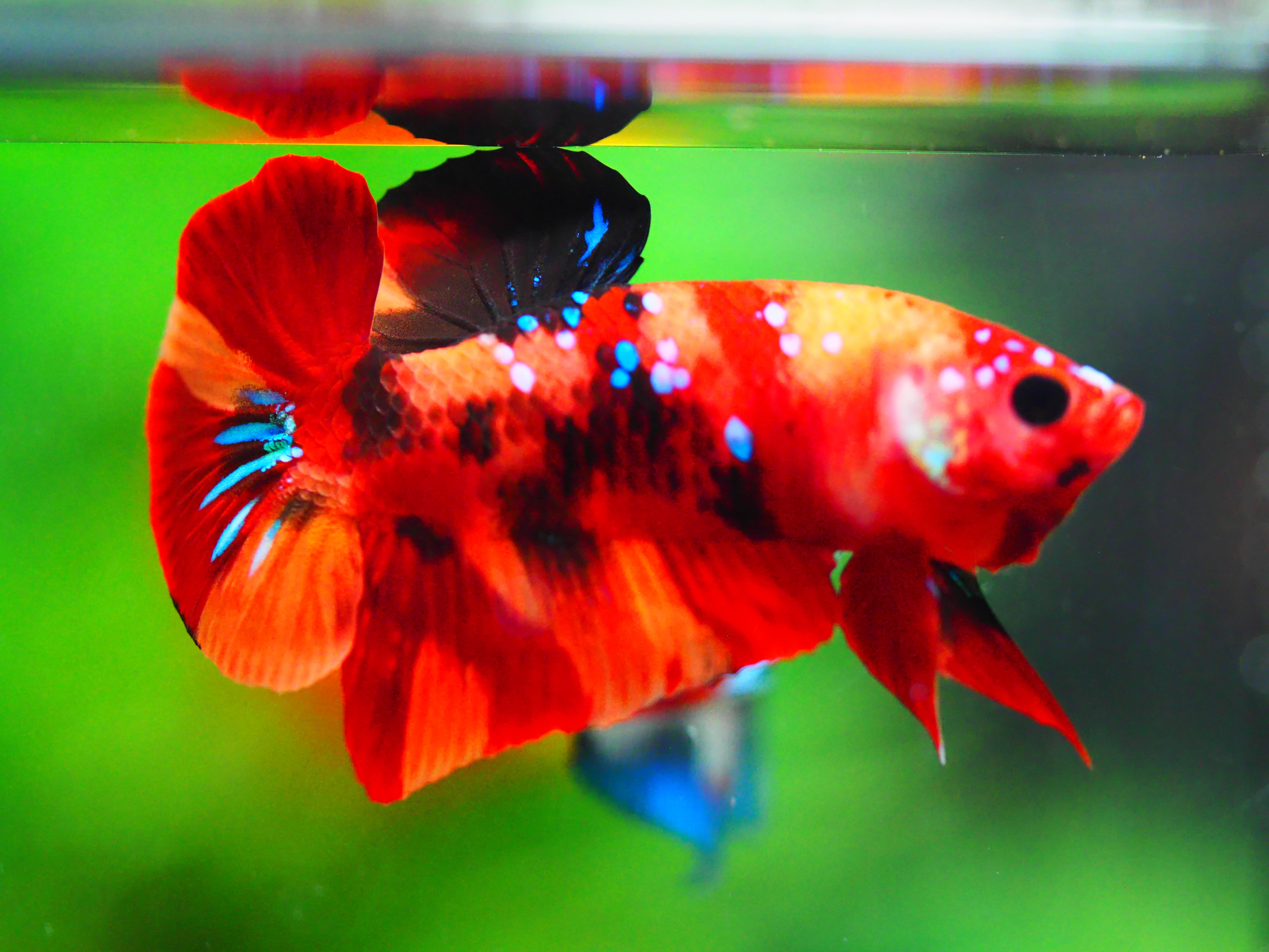 HMPK NEMO GALAXY MALE GRADE A +++