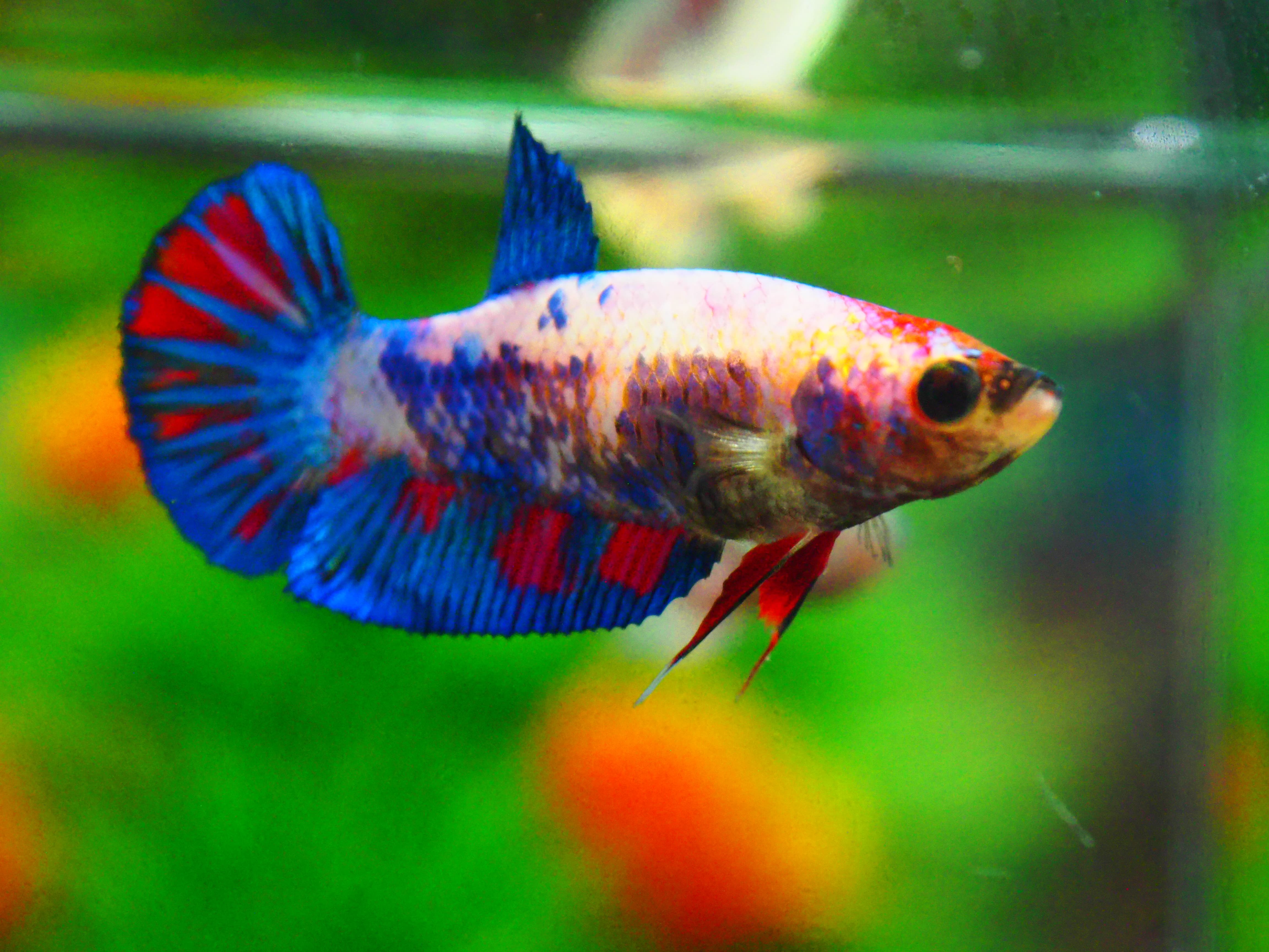 HMPK KOI GALAXY FN MALE GRADE A +++