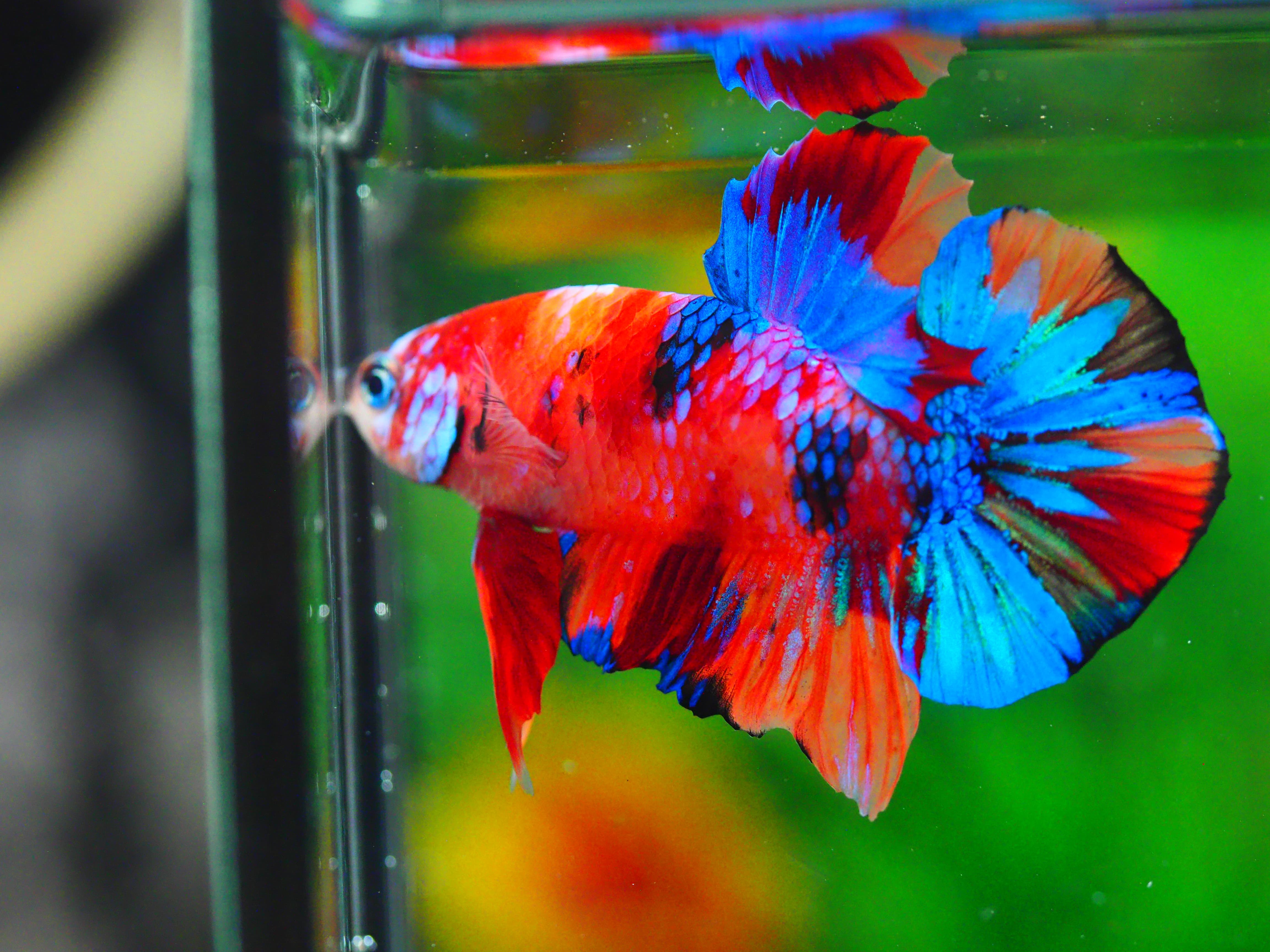 HMPK NEMO GALAXY MALE GRADE A +++