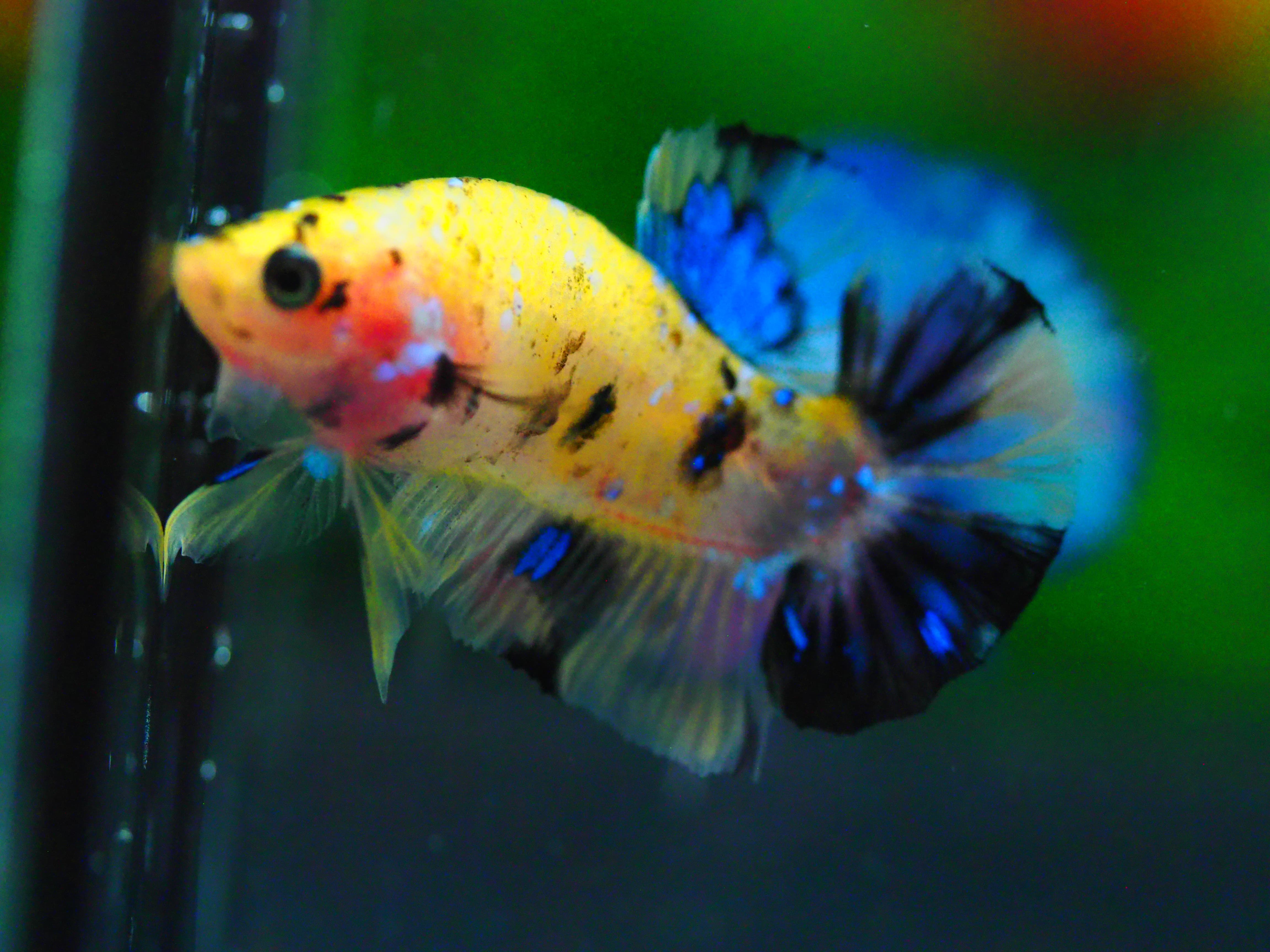 HMPK KOIYELLOW MALE GRADE A +++