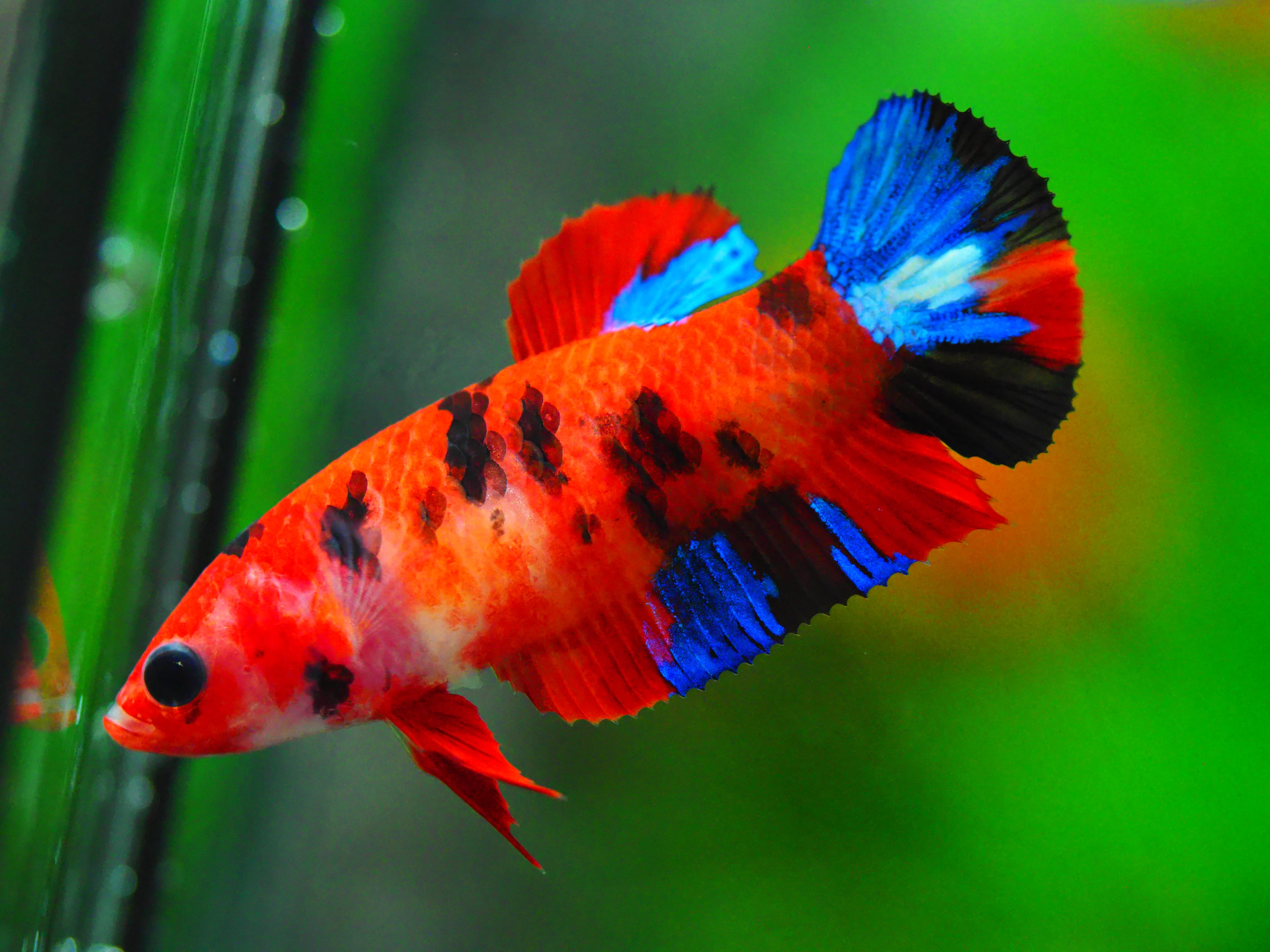 HMPK KOI GALAXY FNMALE GRADE A +++