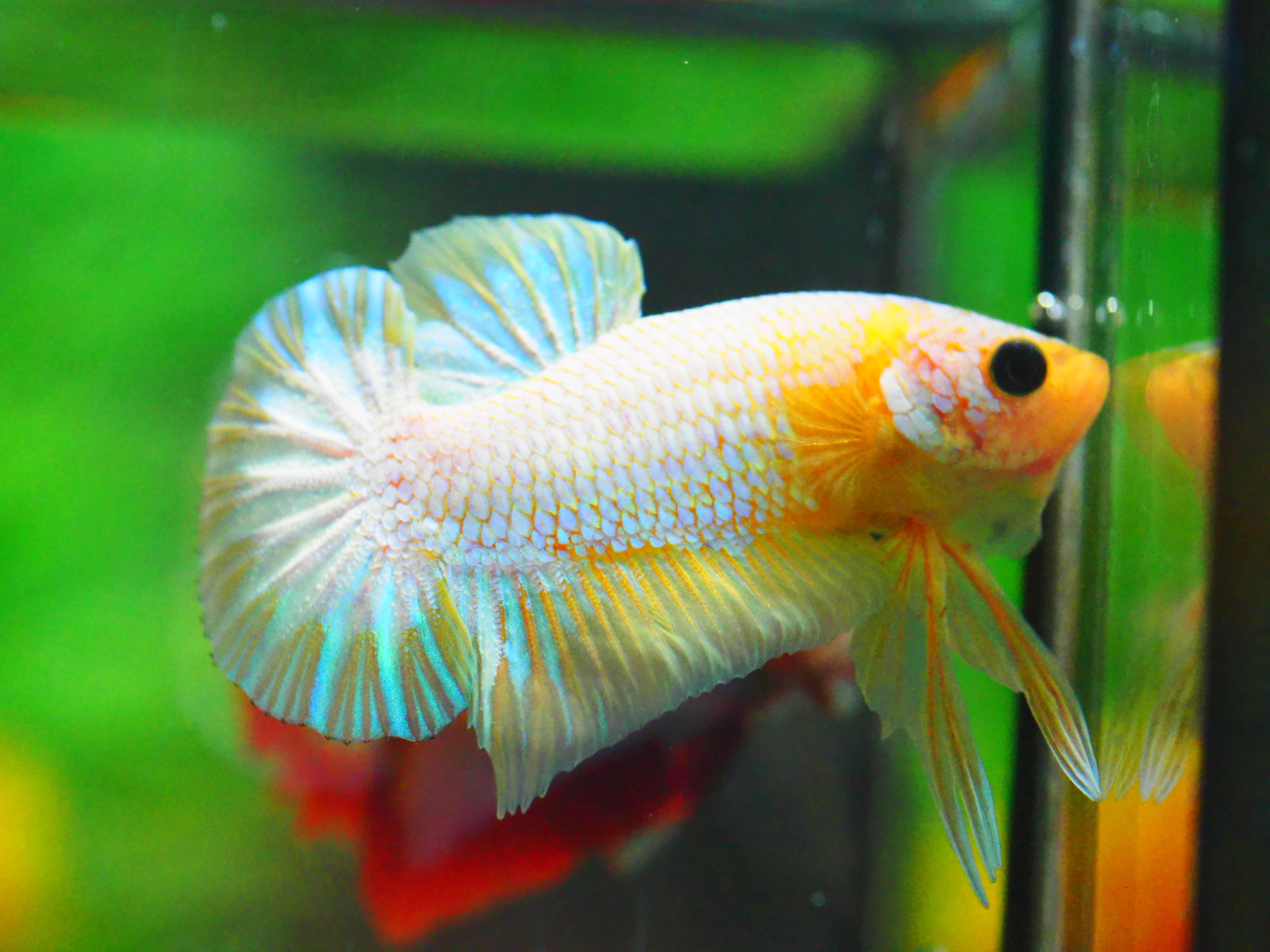 HMPK FANCY MALE GRADE A +++