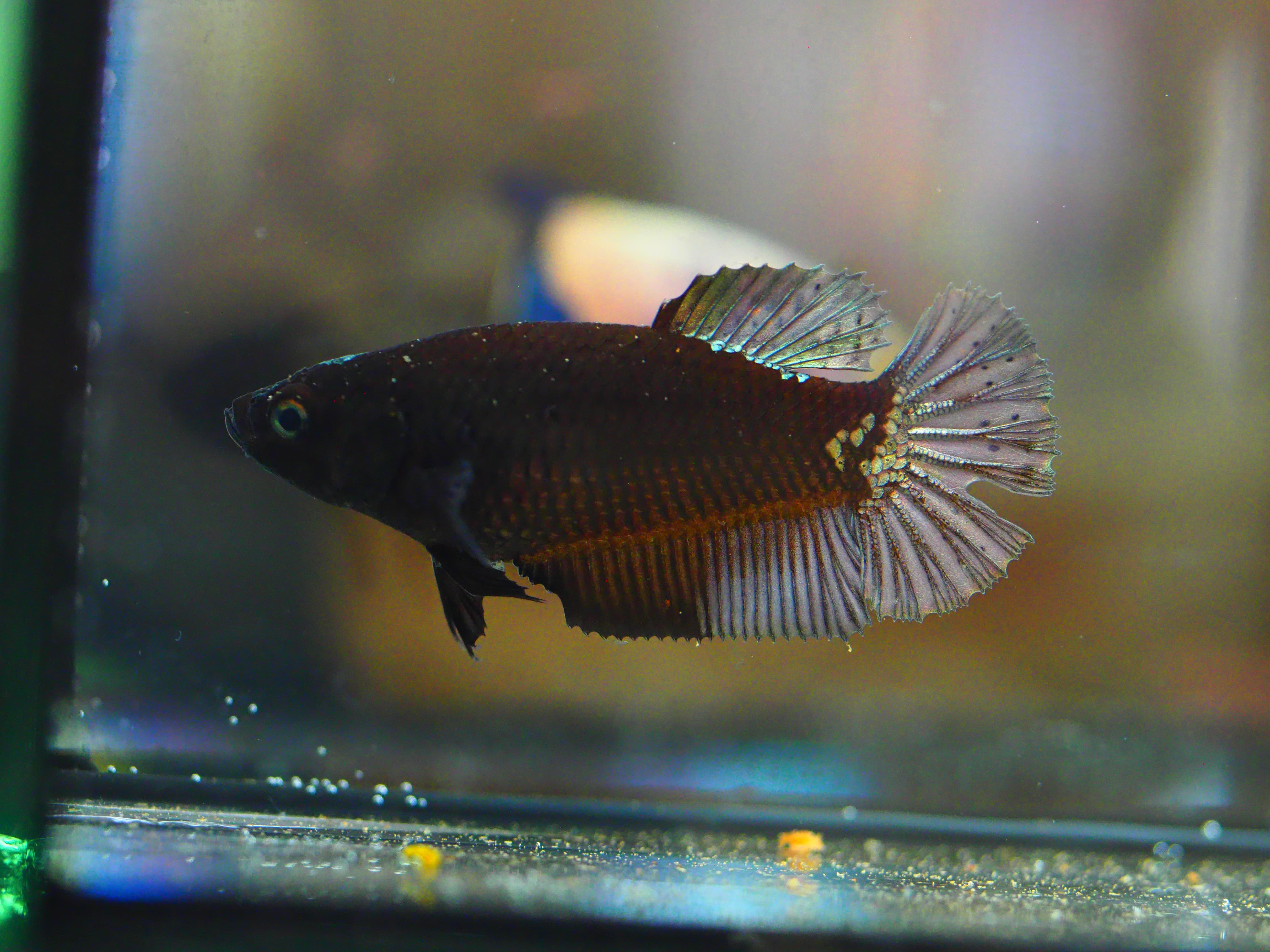 HMPK BLACK DRAGON FEMALE GRADE A +++