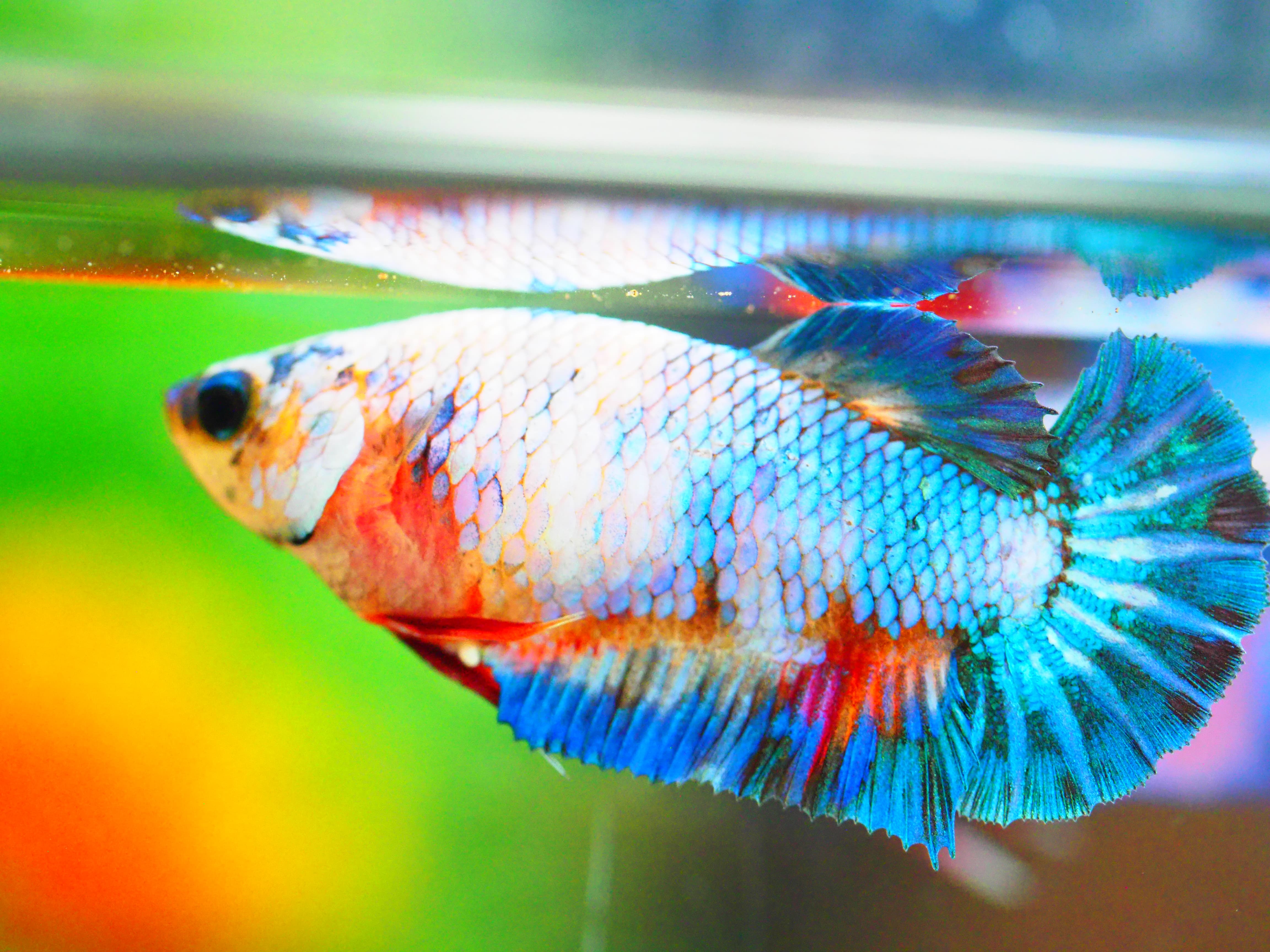 HMPK FANCY MALE GRADE A +++