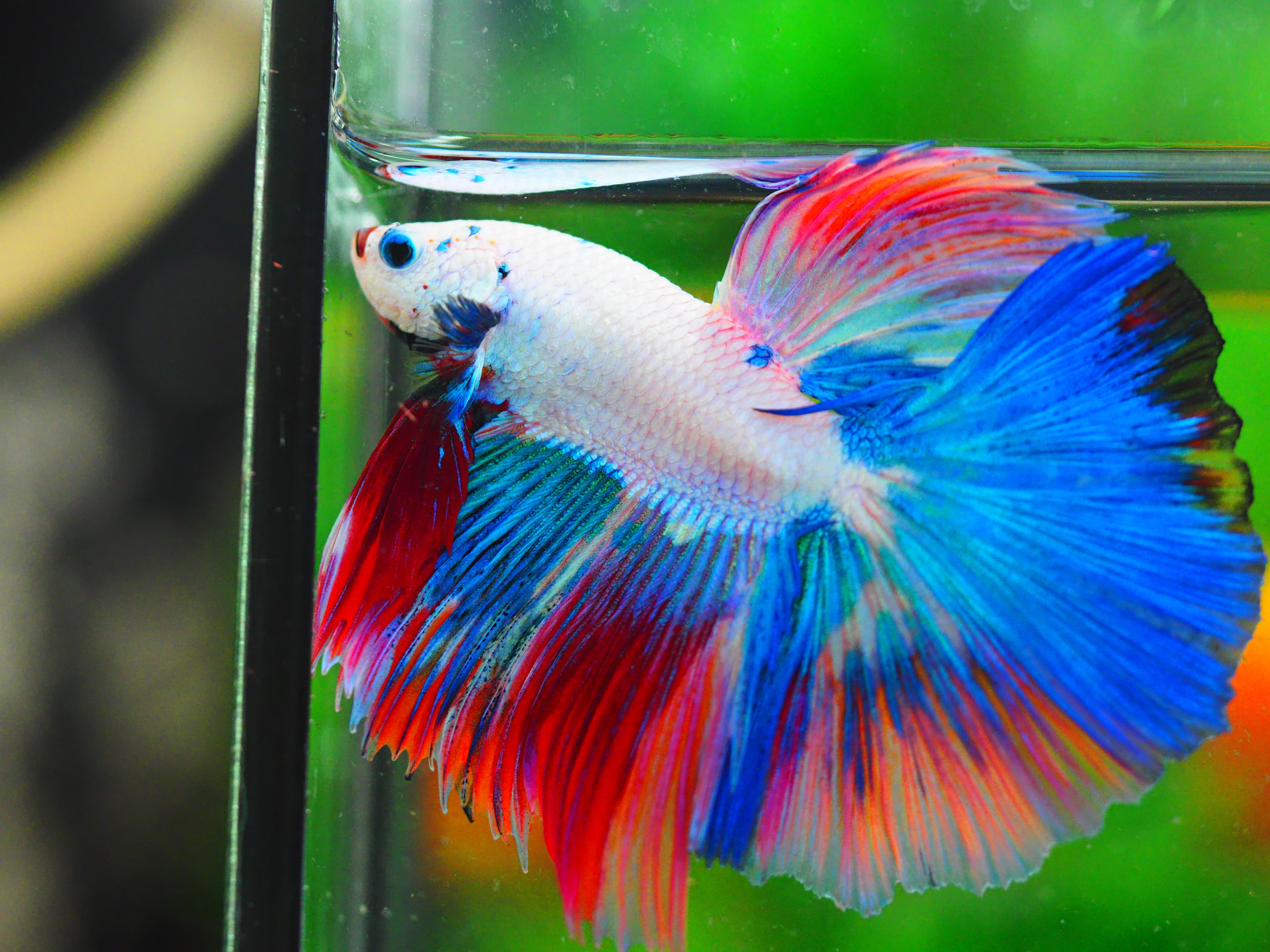 HM KOI GALAXY MALE GRADE A++