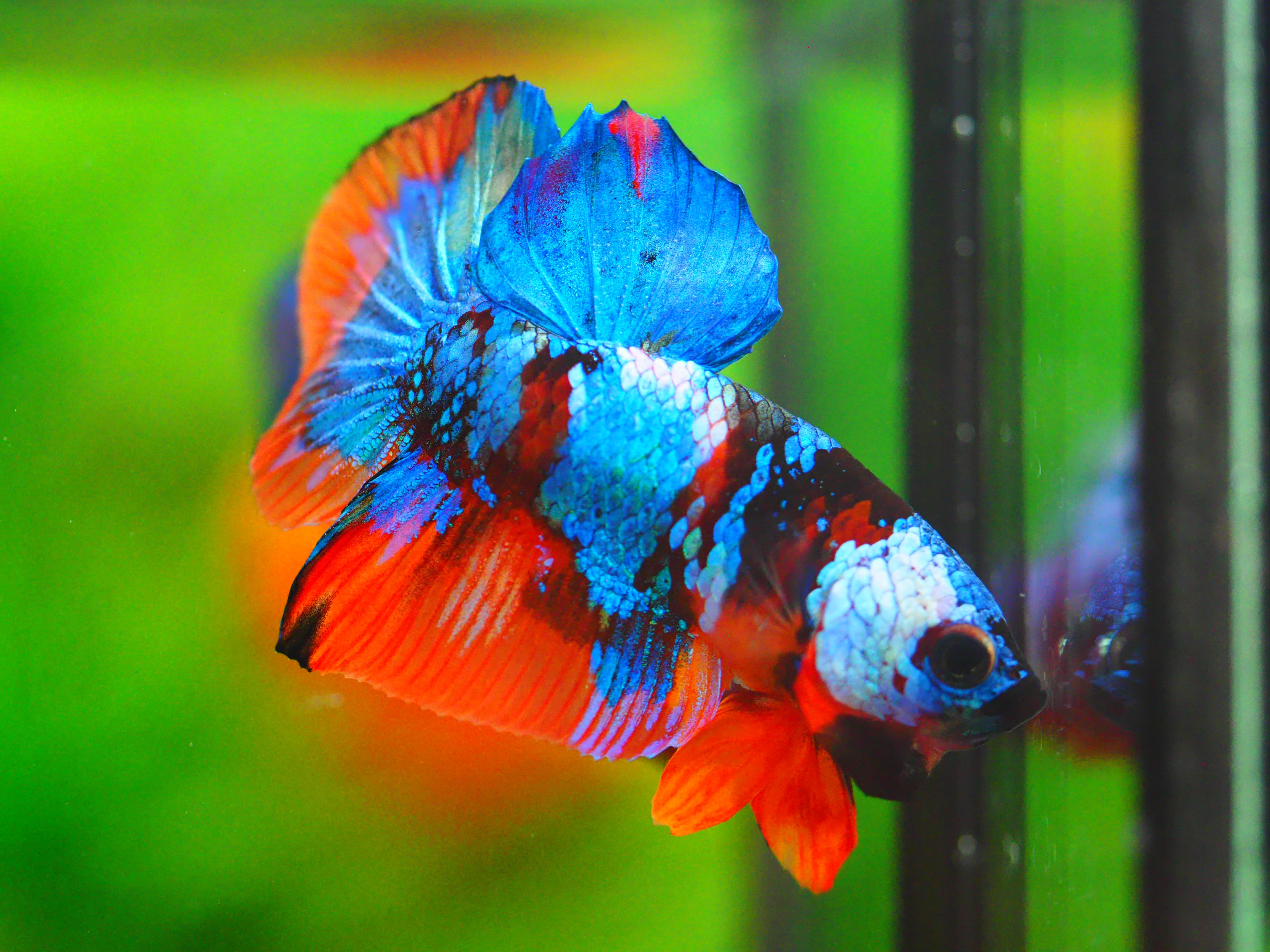 HMPK NEMO GALAXY MALE GRADE A +++