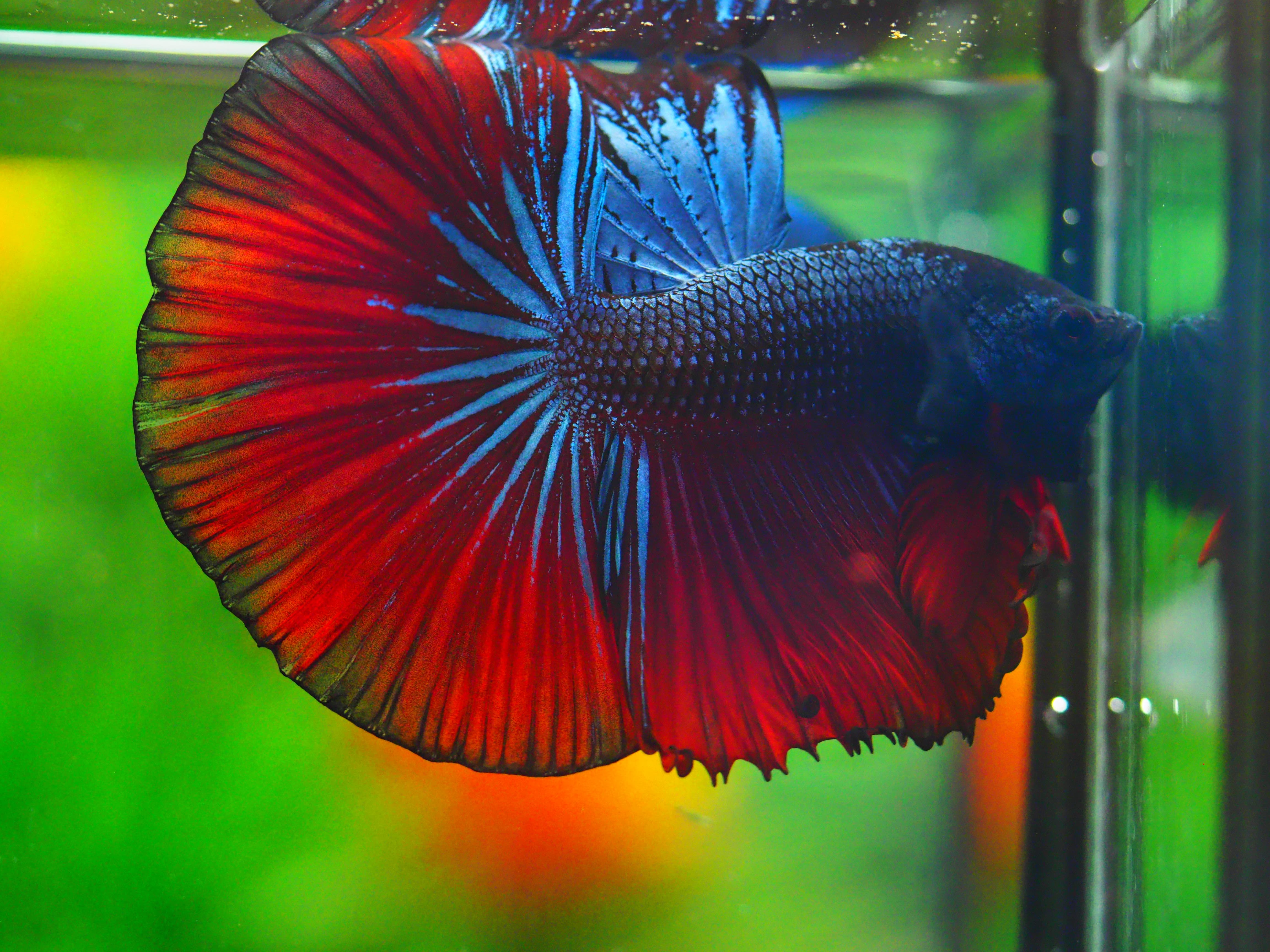 HM FANCY MALE GRADE A +++