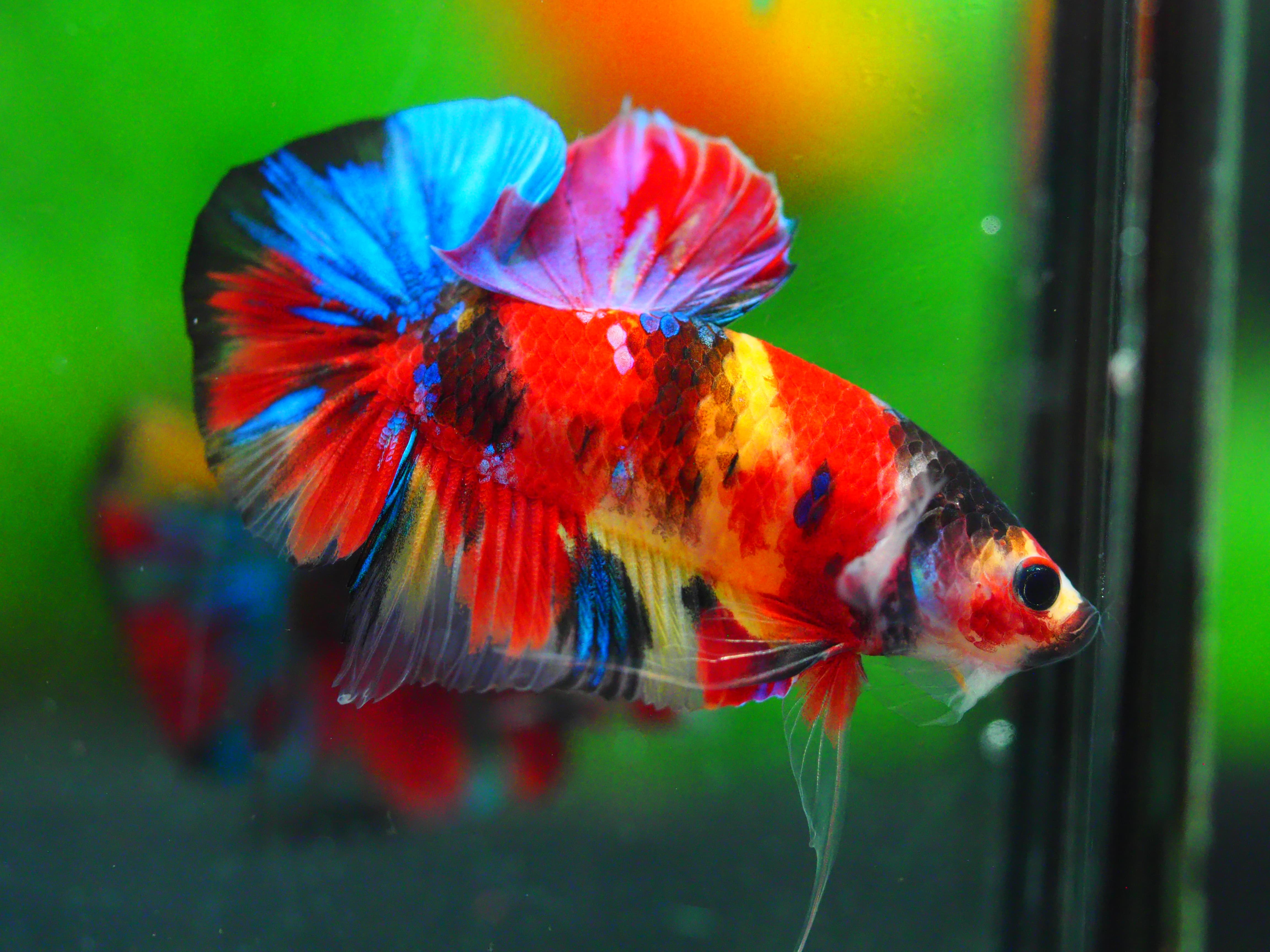 HMPK NEMO GALAXY MALE GRADE A +++