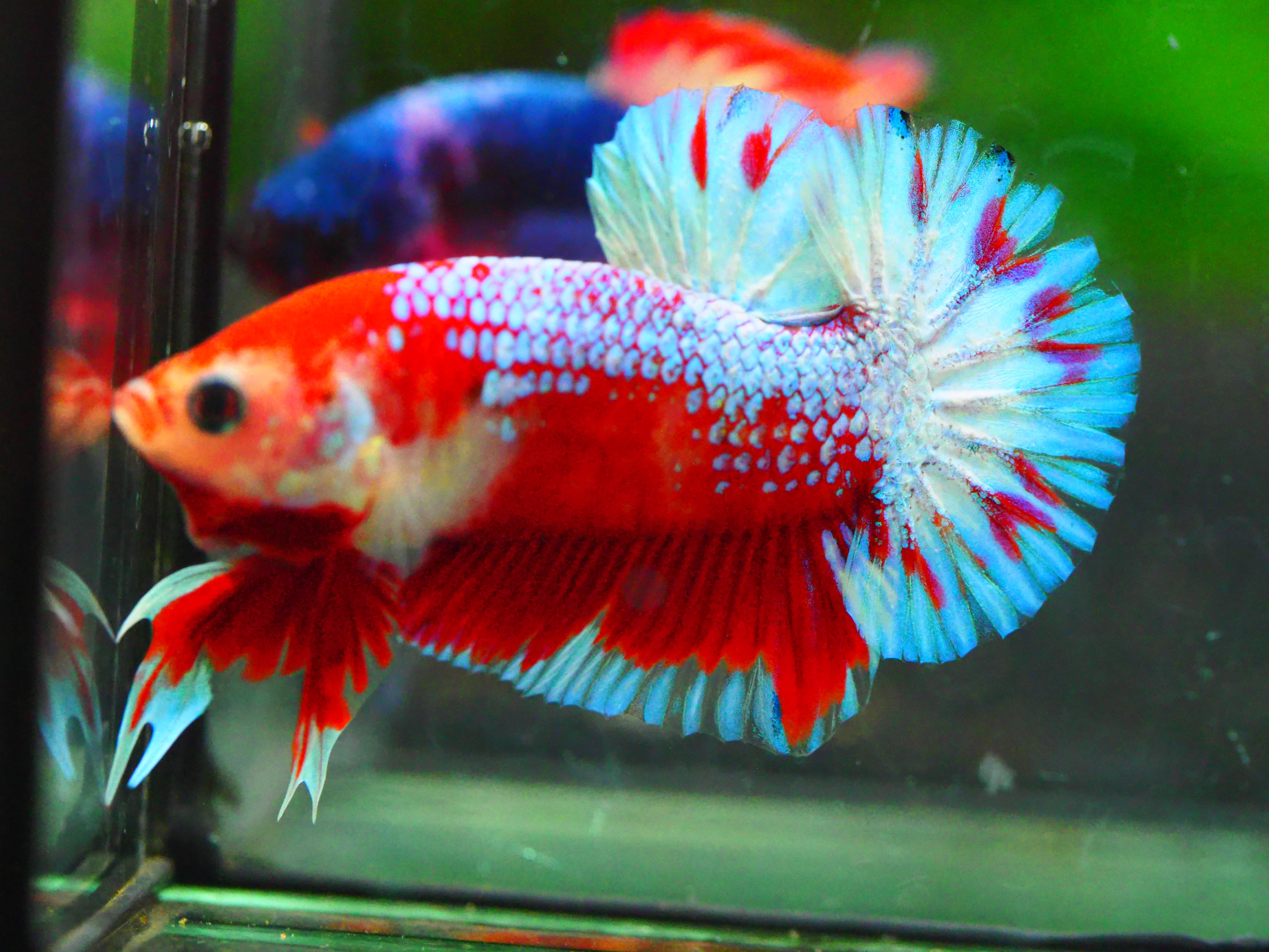 HMPK FANCY MALE GRADE A +++